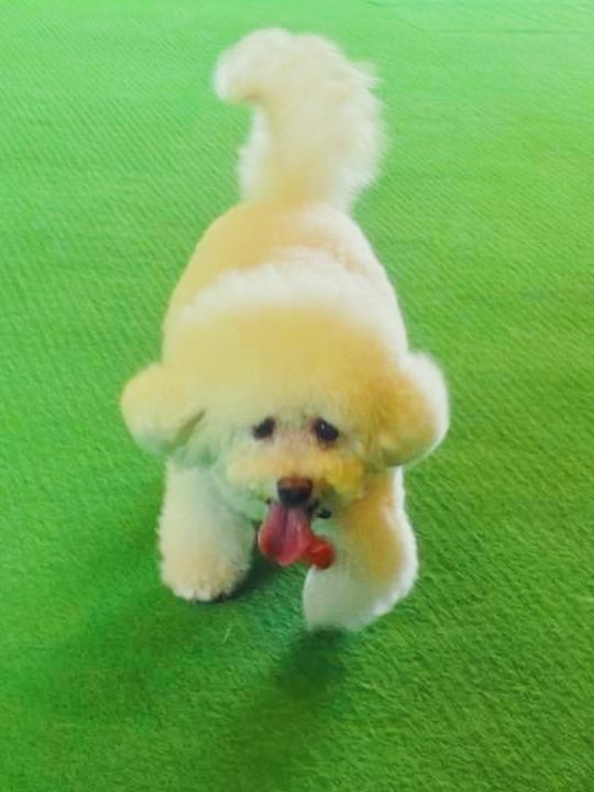 【2025年5月18日ご宿泊のお客さま】ドッグランで遊ぶ子分ちゃん