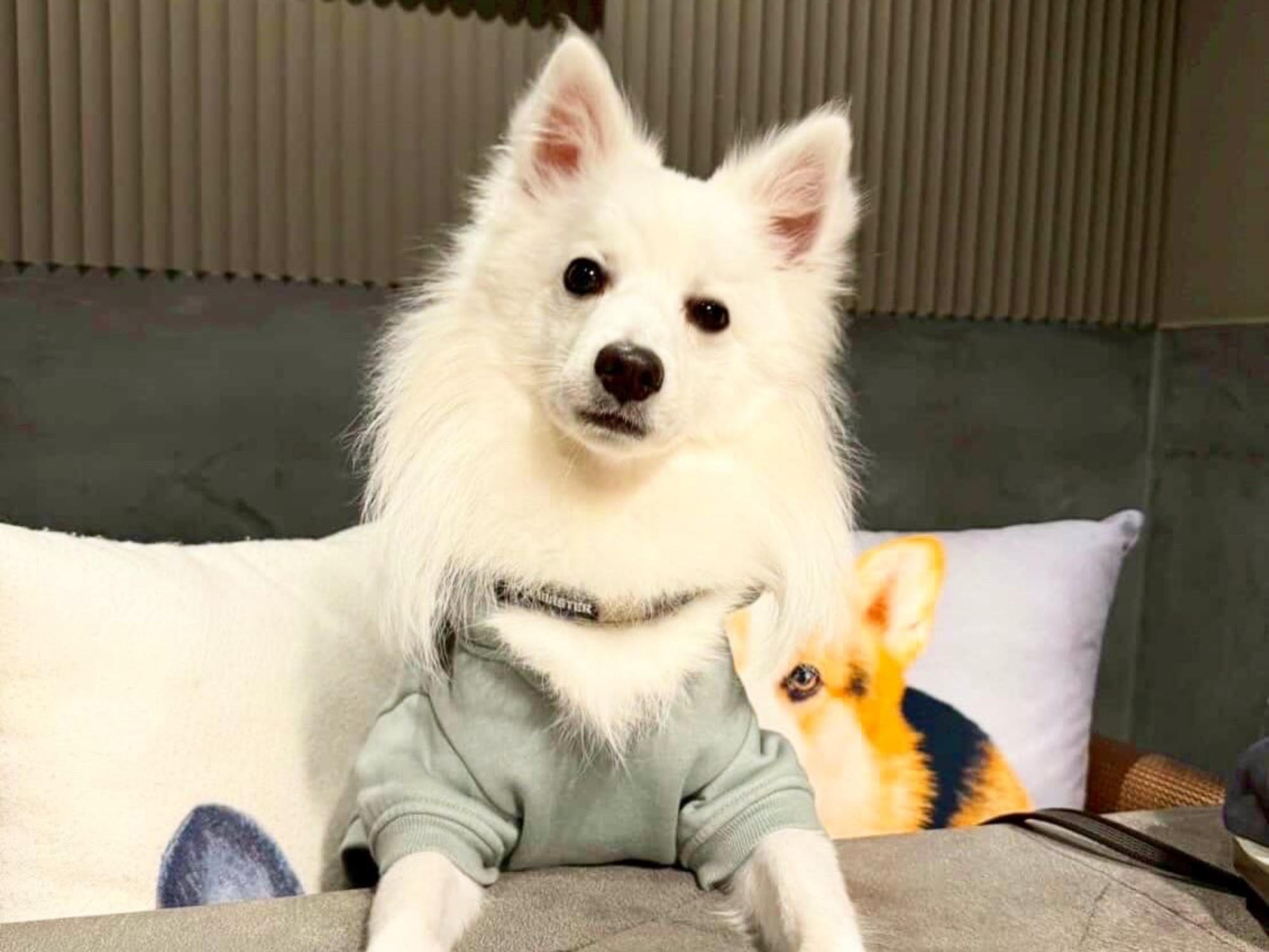 【ご宿泊のお客さま】サフィーちゃん