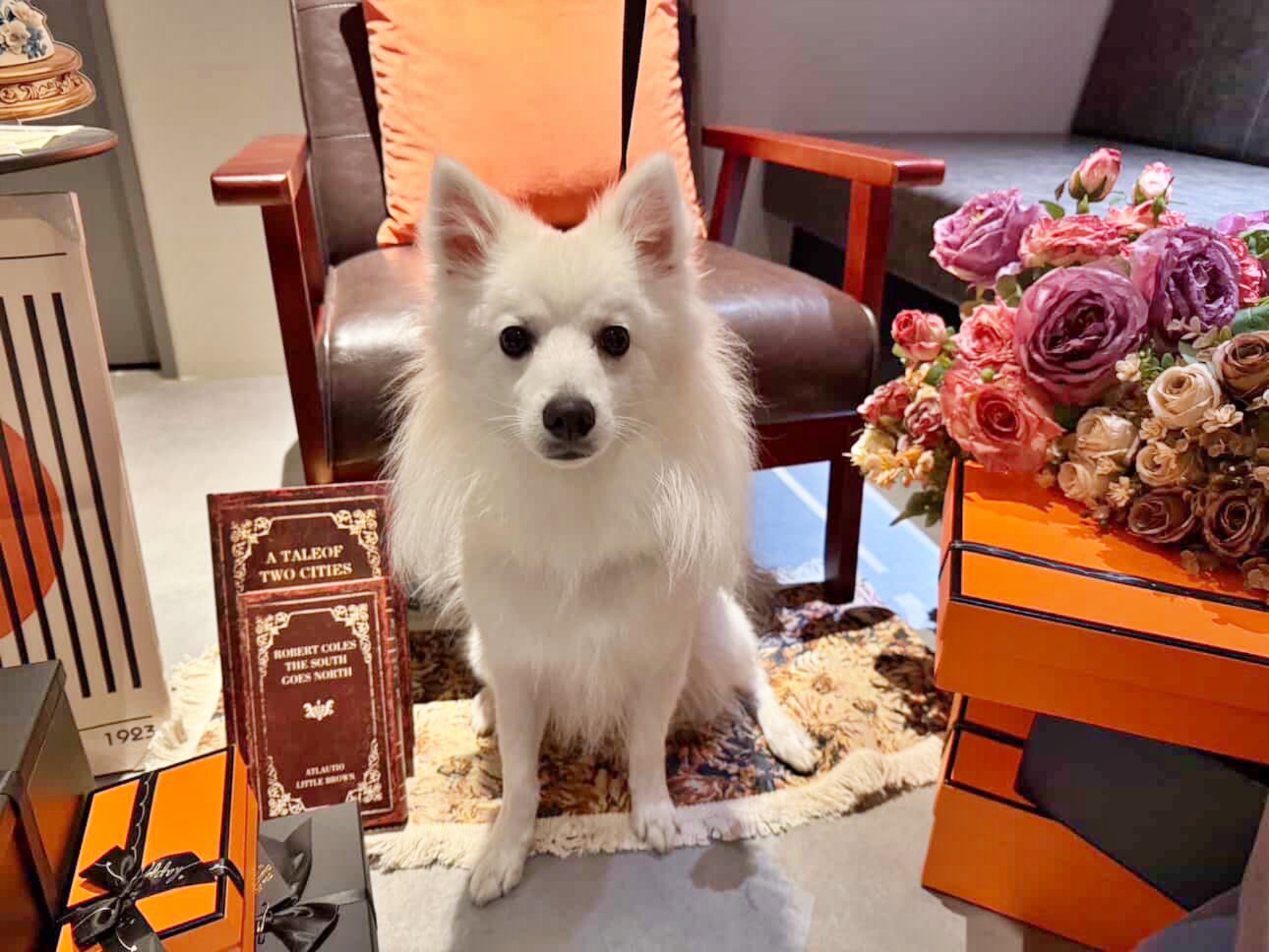 【ご宿泊のお客さま】サフィーちゃん。