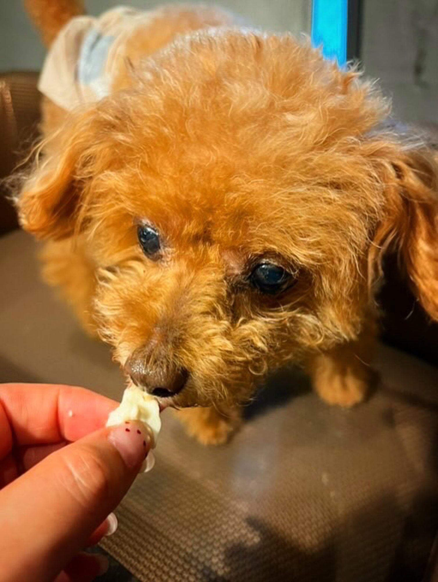 【ご宿泊のお客さま】ぺろちゃん