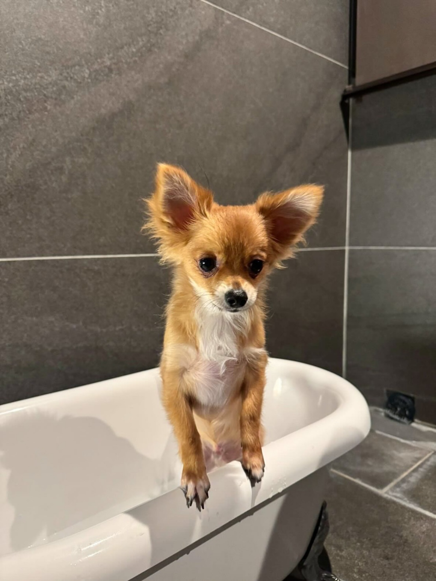 【ご宿泊のお客さま】ムギちゃん。わんちゃん温泉も入ってくれたんだね！