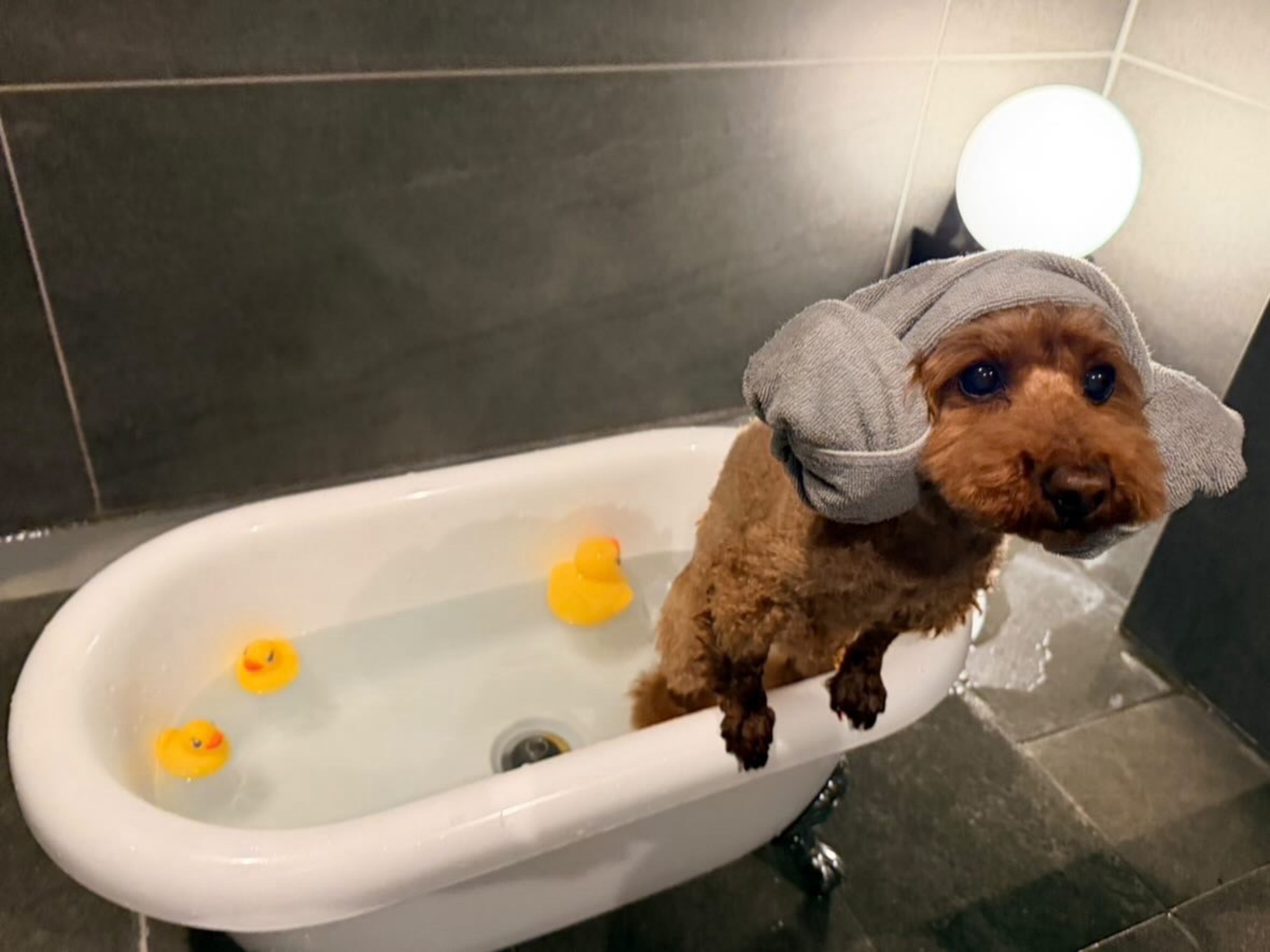 【ご宿泊のお客さま】Kai(カイ)ちゃん。お部屋ではわんちゃん温泉を堪能！