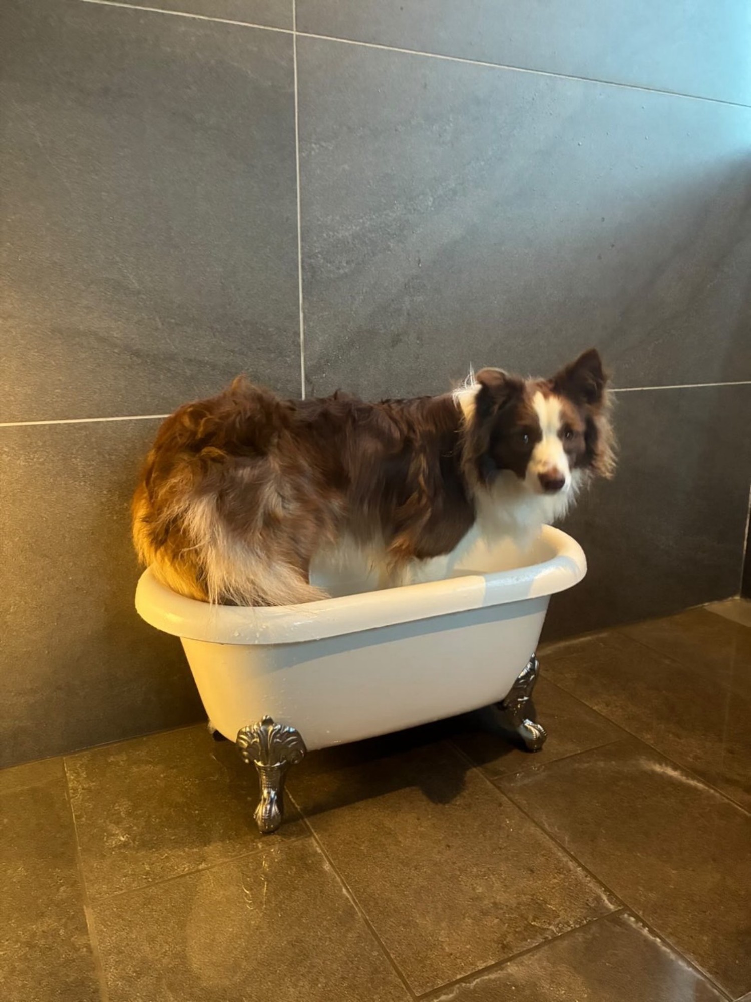 【ご宿泊のお客さま】海ちゃん。わんちゃん温泉&hellip;というより足湯。バスタブちょおっと小さかったね。