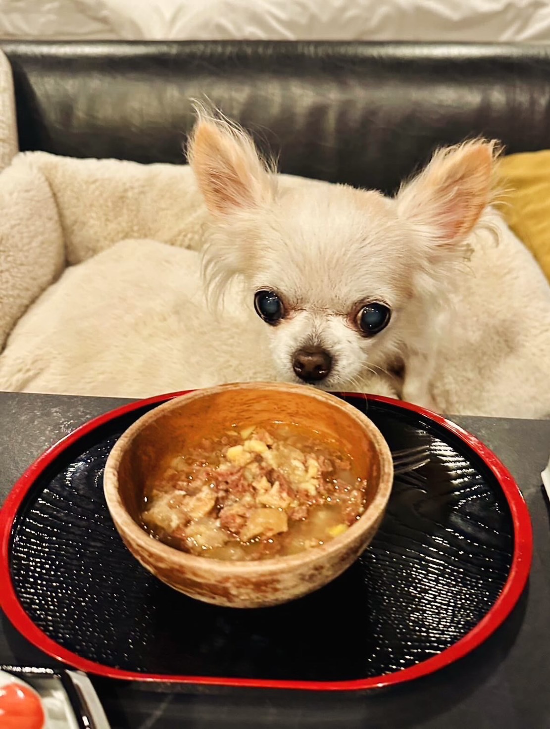 【ご宿泊のお客さま】エルメちゃん