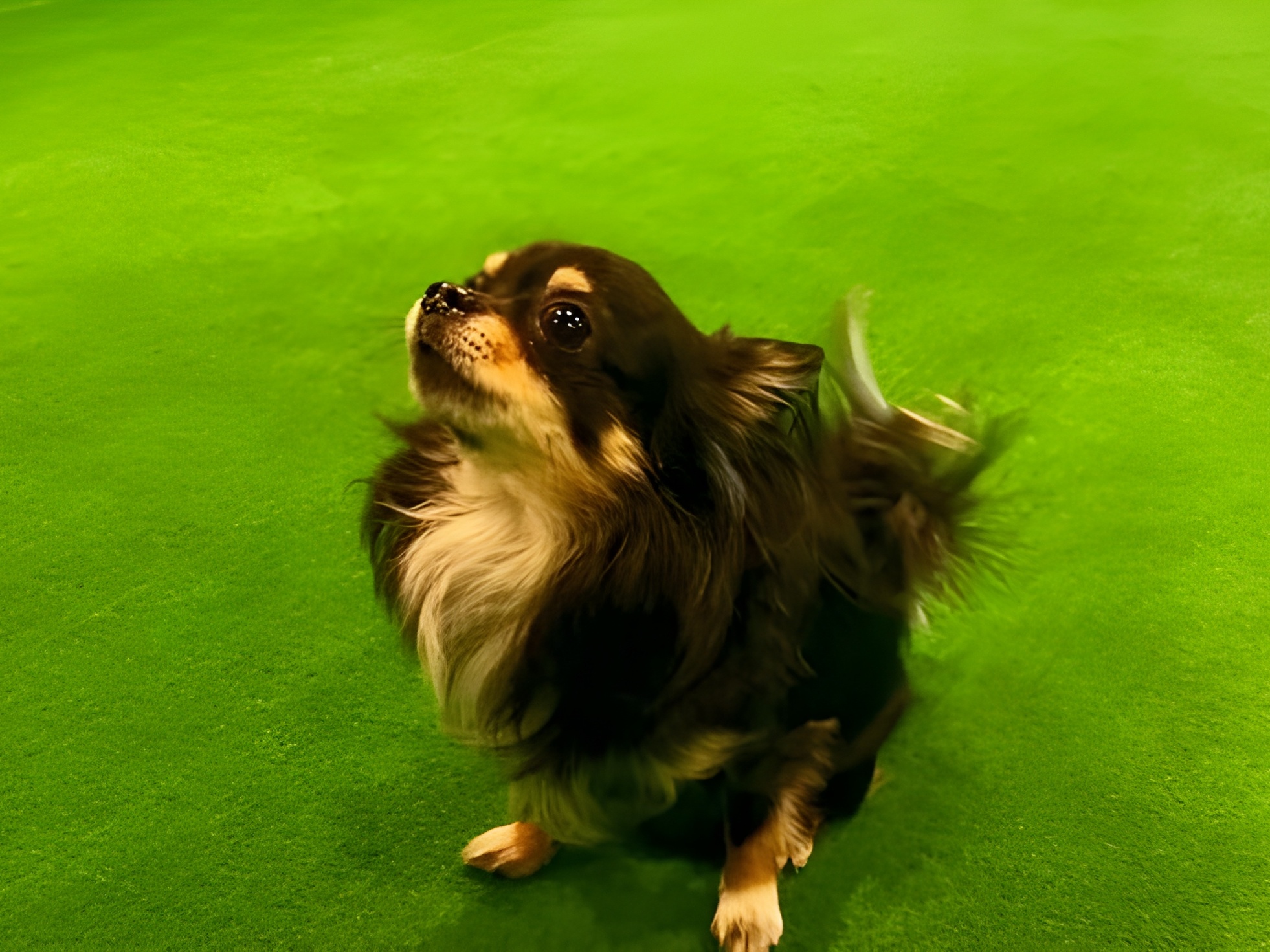 【ご宿泊のお客さま】小太郎ちゃん