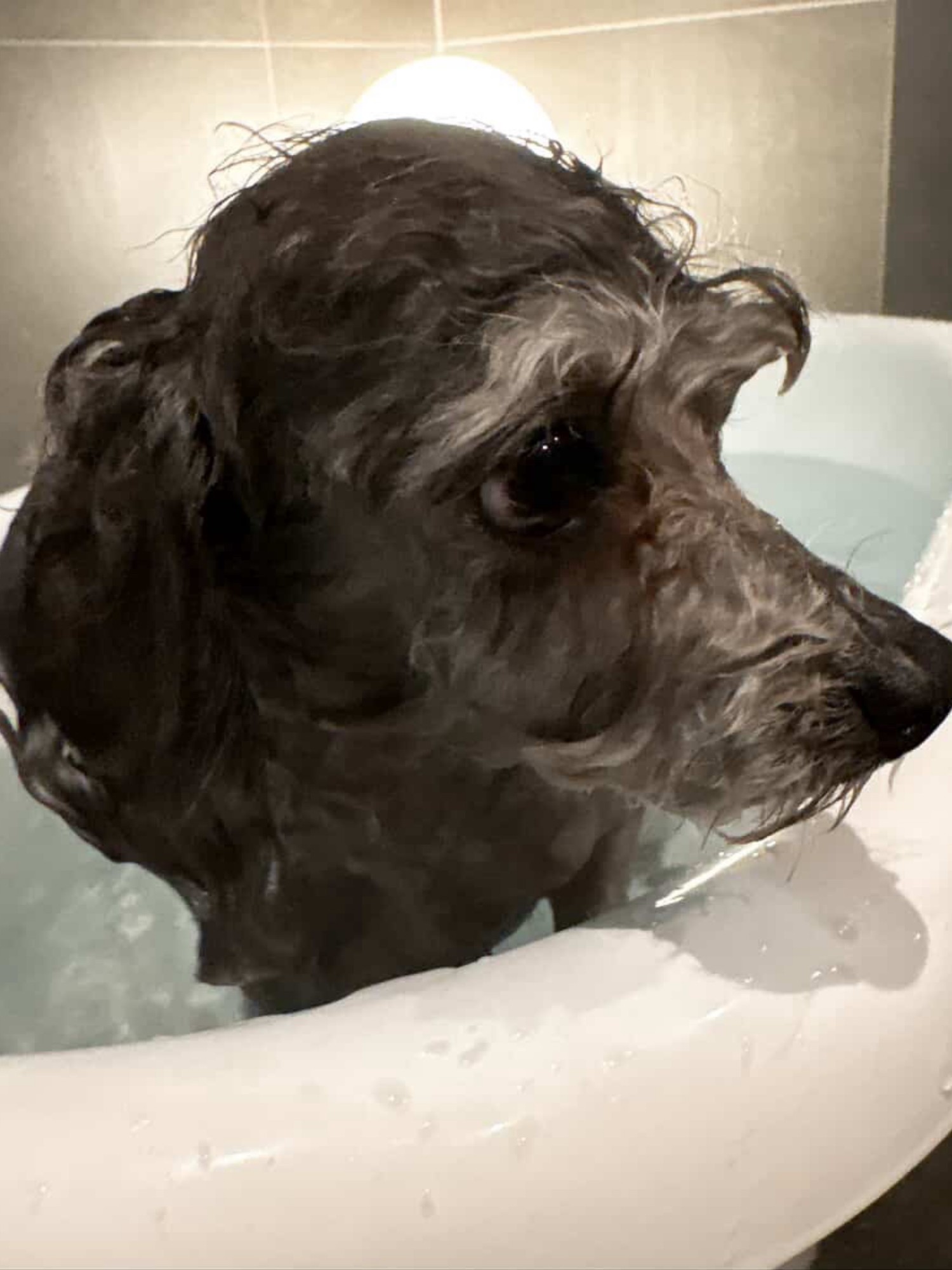 【ご宿泊のお客さま】ギンちゃん