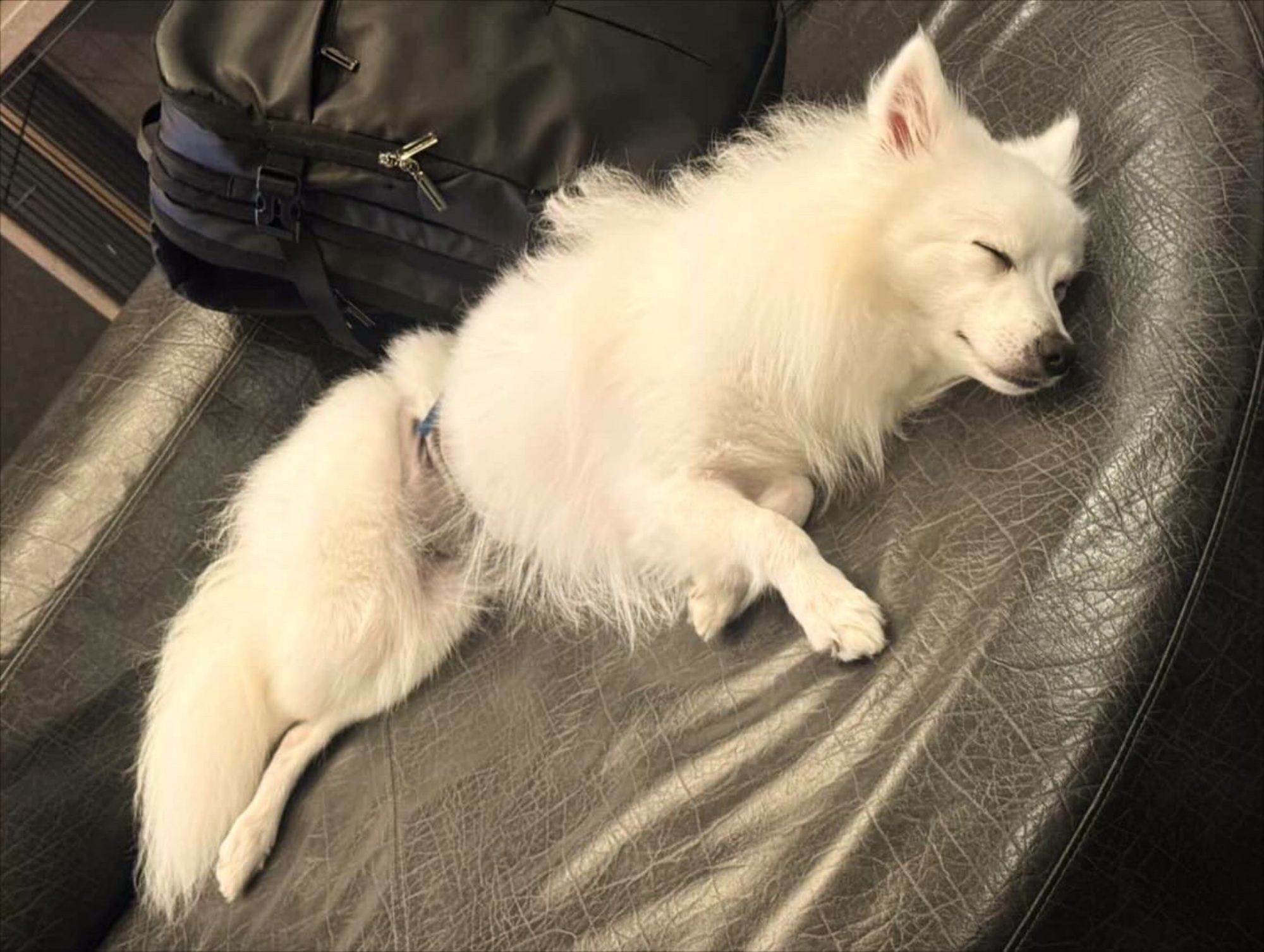 【ご宿泊のお客さま】サフィーちゃん。お部屋のソファーで熟睡