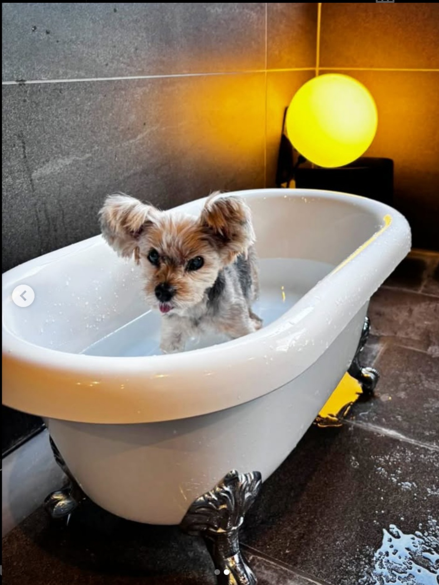 【ご宿泊のお客さま】もも蔵ちゃん。お部屋の温泉を楽しんでいただけました。