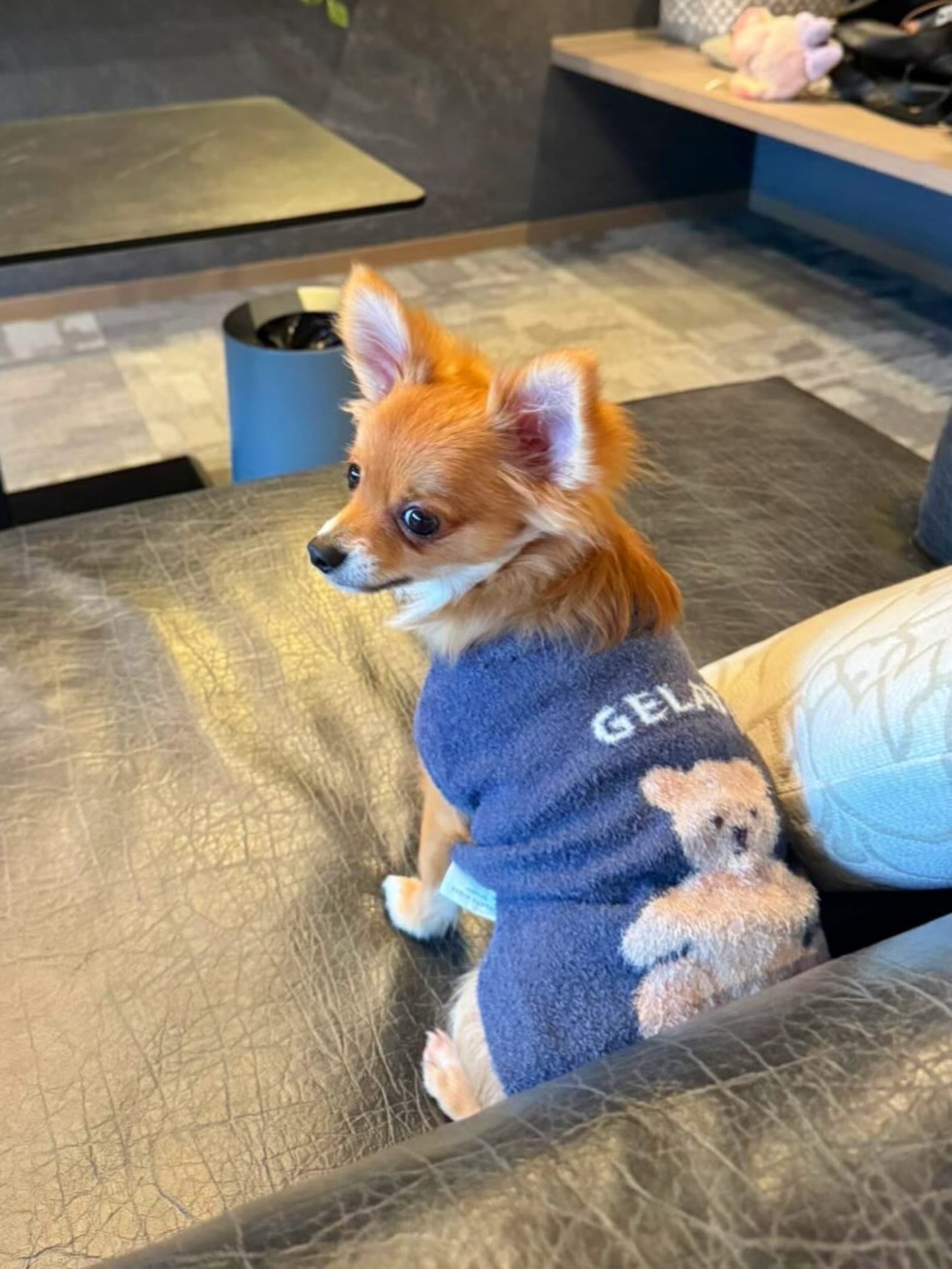 【ご宿泊のお客さま】ムギちゃん。