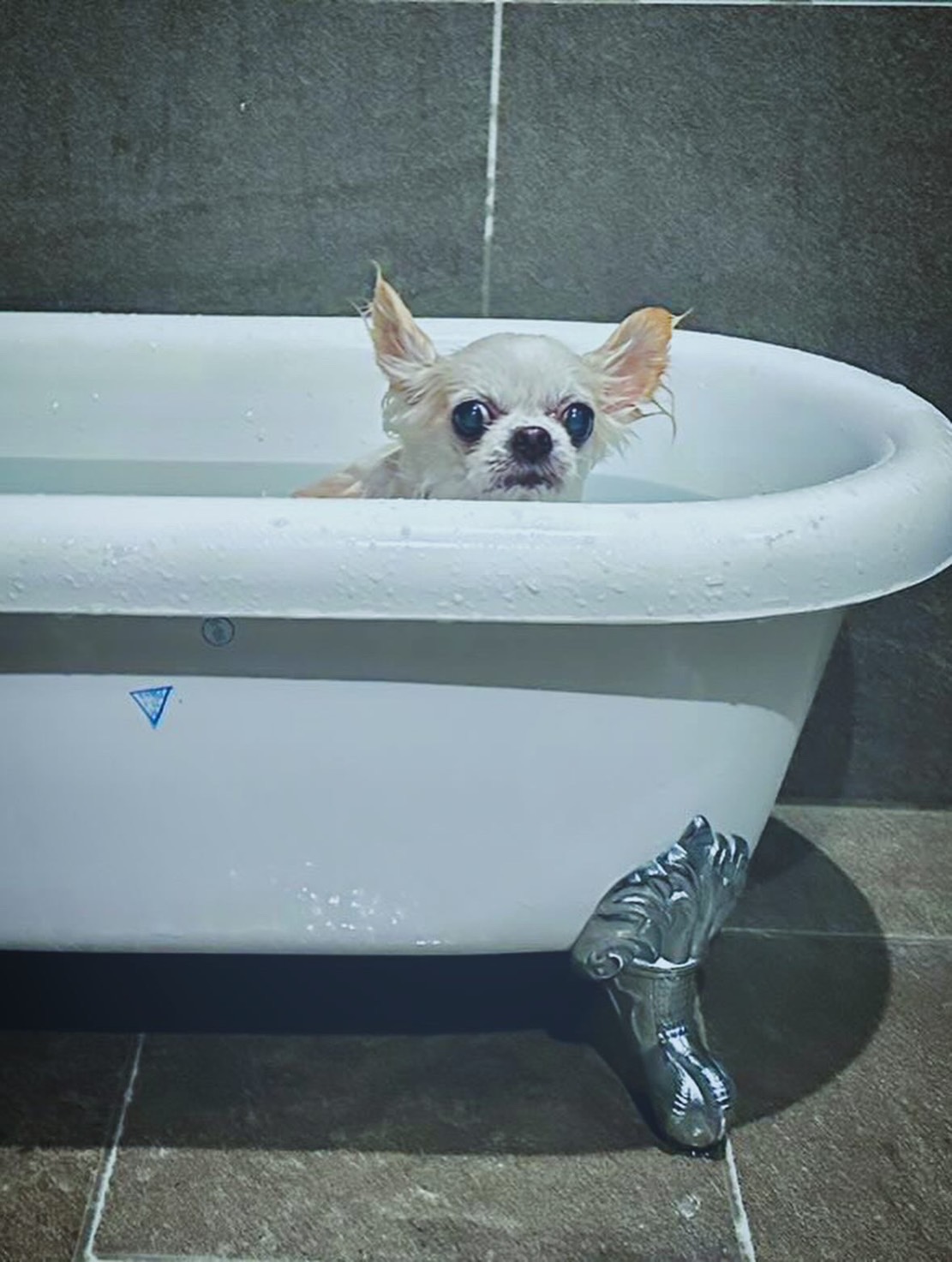 【ご宿泊のお客さま】エルメちゃん