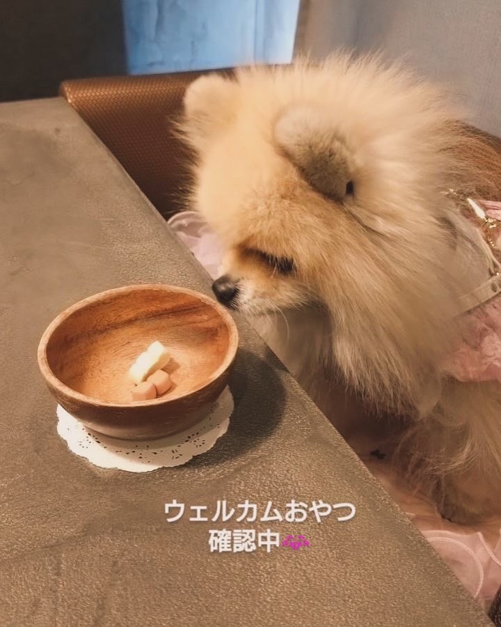 【2025年5月15日ご宿泊のお客さま】ポメラニアンのさちこちゃん