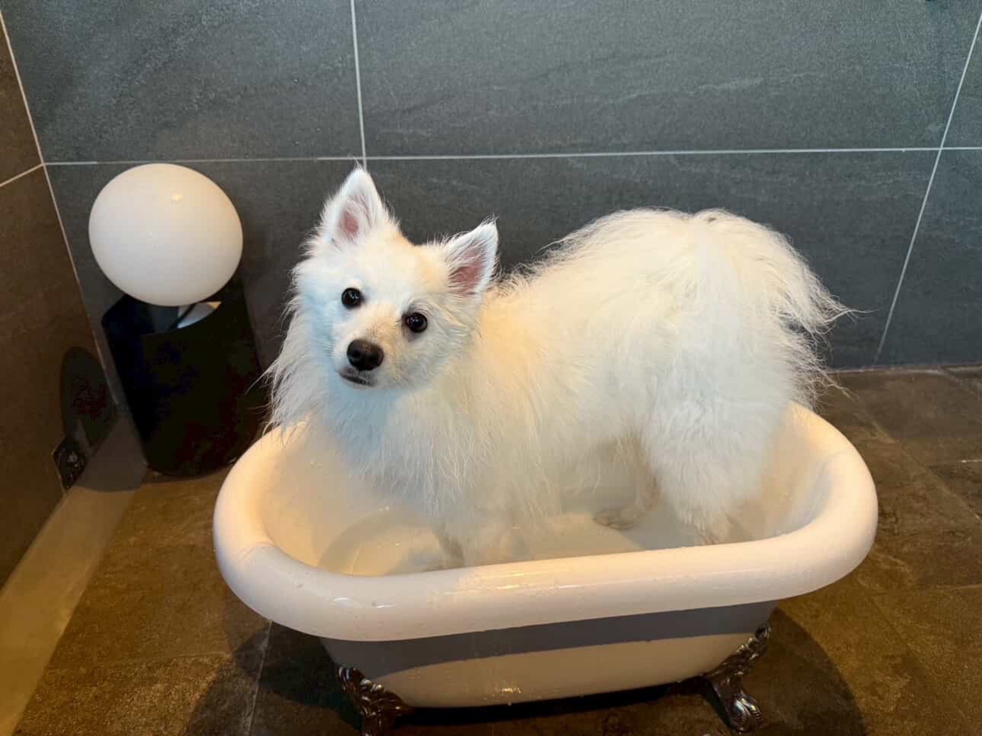 【ご宿泊のお客さま】サフィーちゃん。お部屋のワンちゃん専用お風呂にて