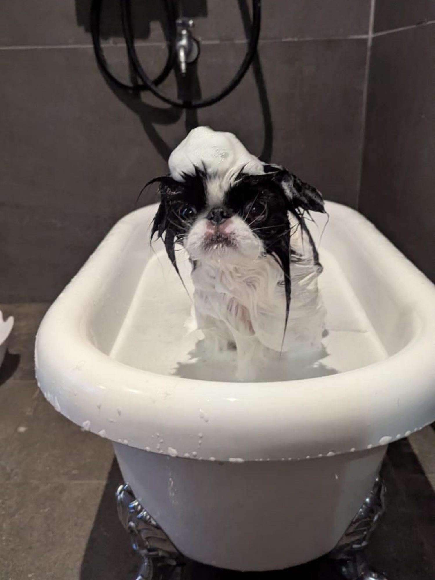 【ご宿泊のお客さま】はるちゃん