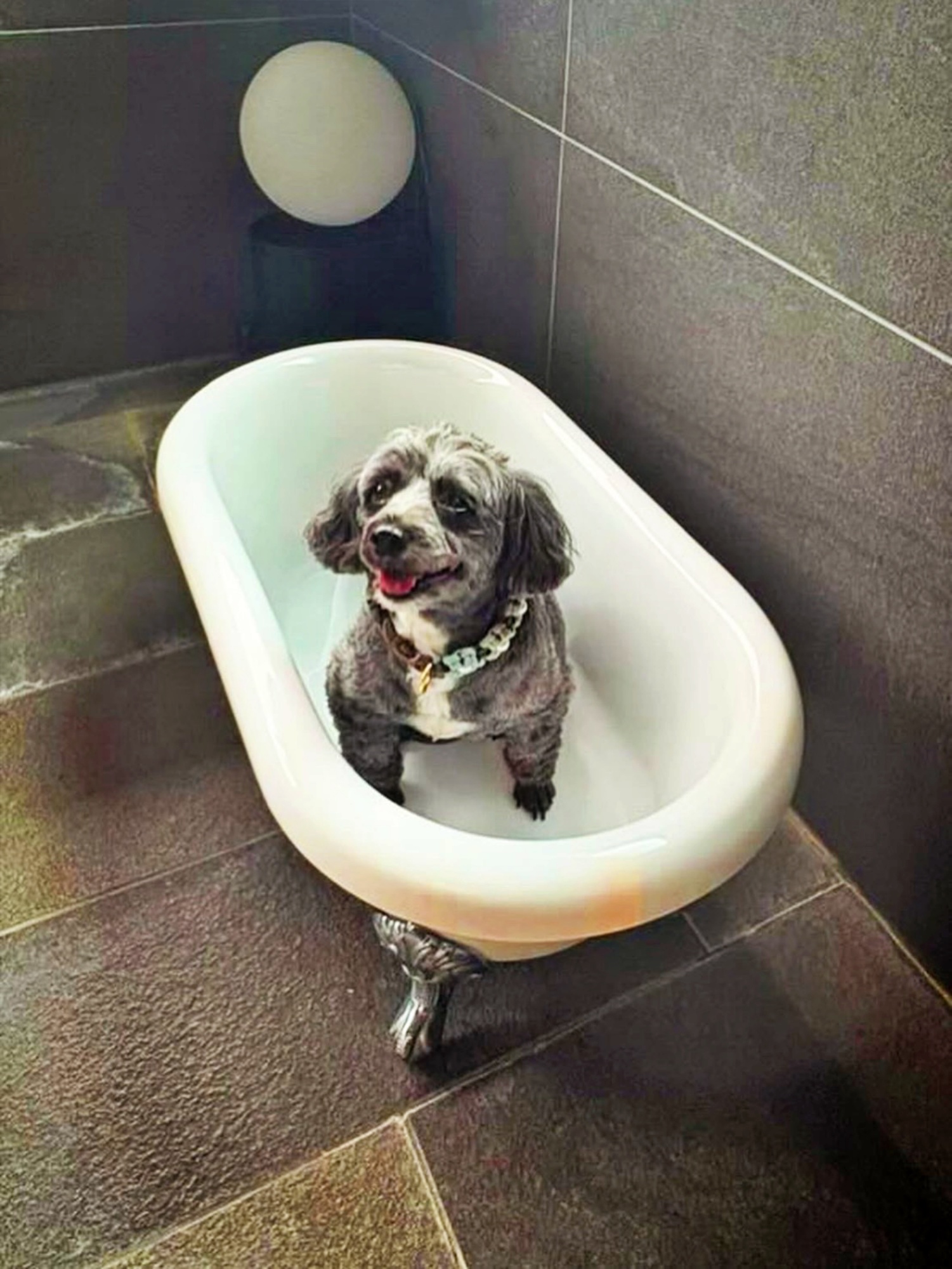 【ご宿泊のお客さま】ゆずちゃん。