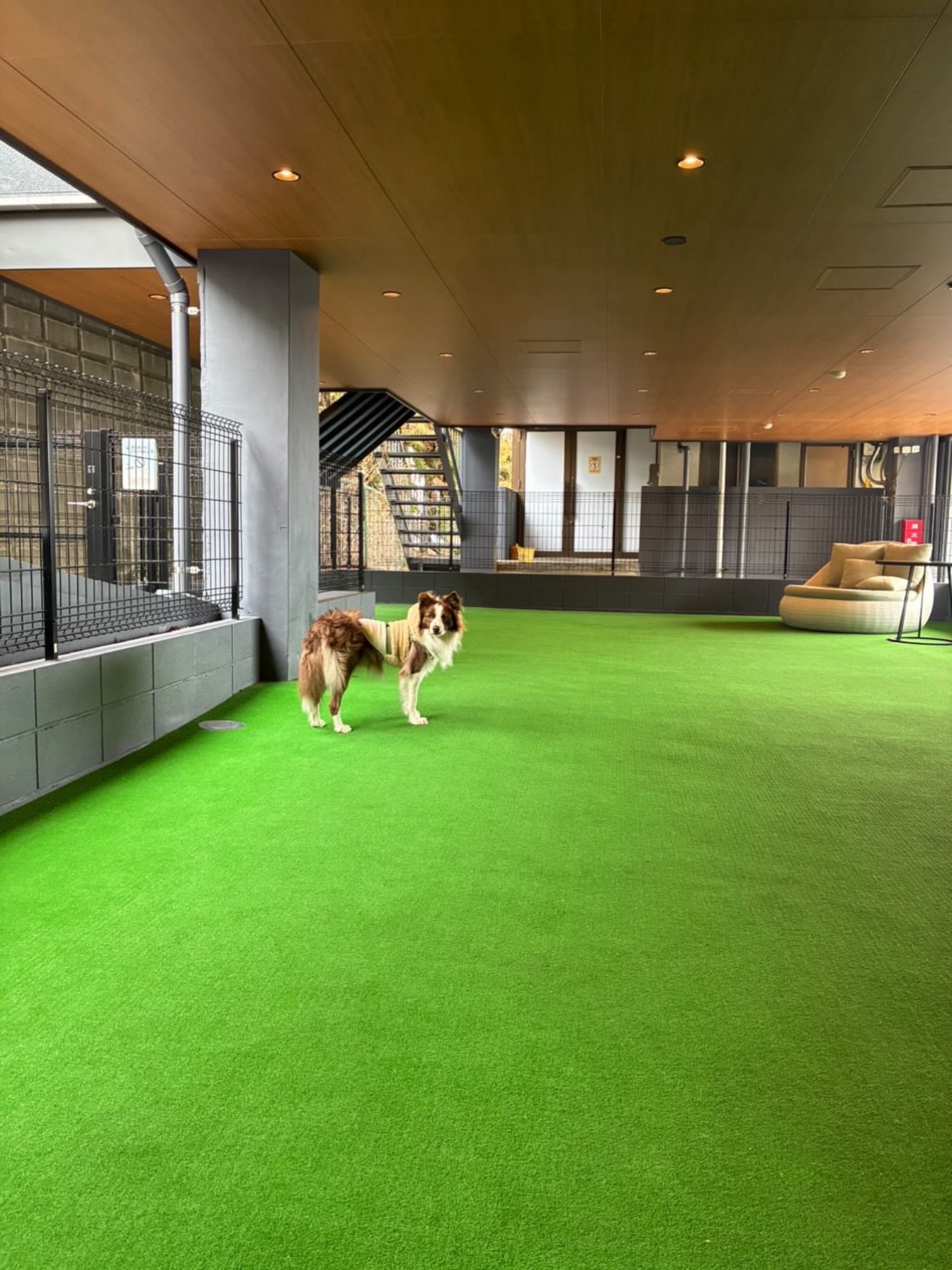 【ご宿泊のお客さま】海ちゃん。ドッグランは全6室なので利用が重なる確率も低いので貸切に近いです