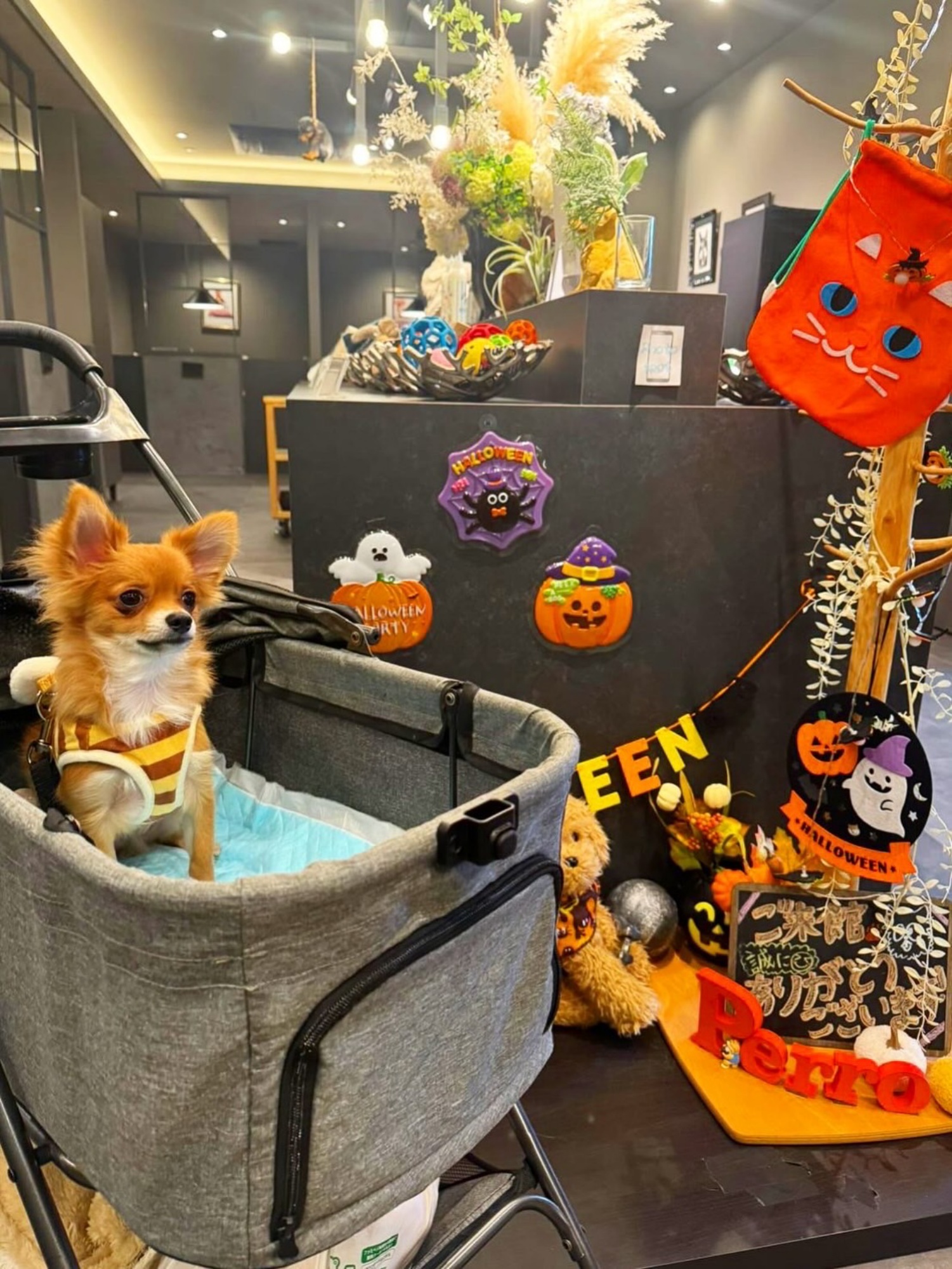 【ご宿泊のお客さま】ムギちゃん。トリック・オア・トリート