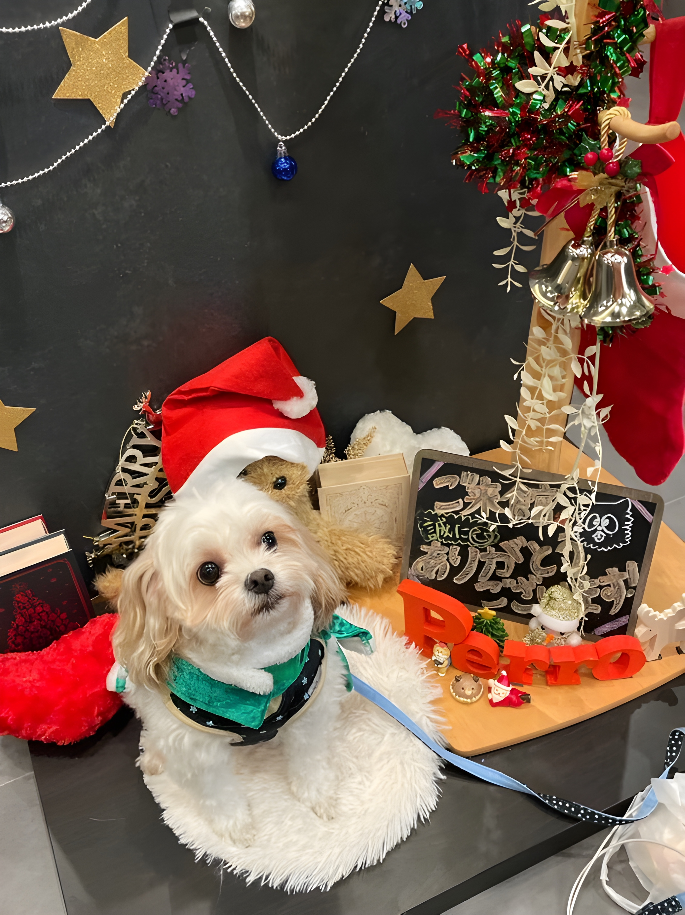 【ご宿泊のお客さま】わさびちゃん。クリスマスのフォトスポットご利用ありがとうございます