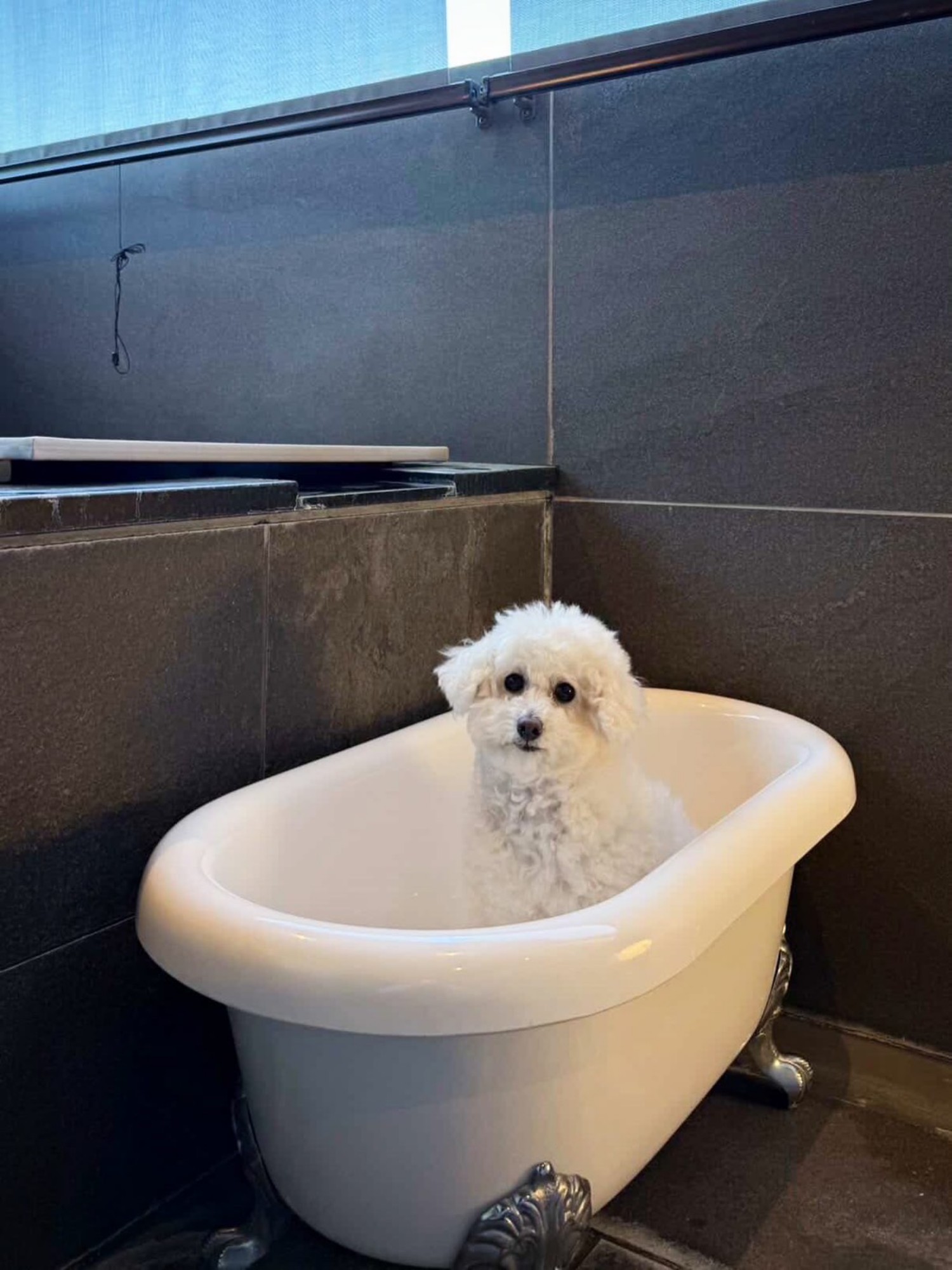 【ご宿泊のお客さま】ちびちゃん。お部屋のわんちゃん温泉もちょこんと座る様子がとっても愛らしい