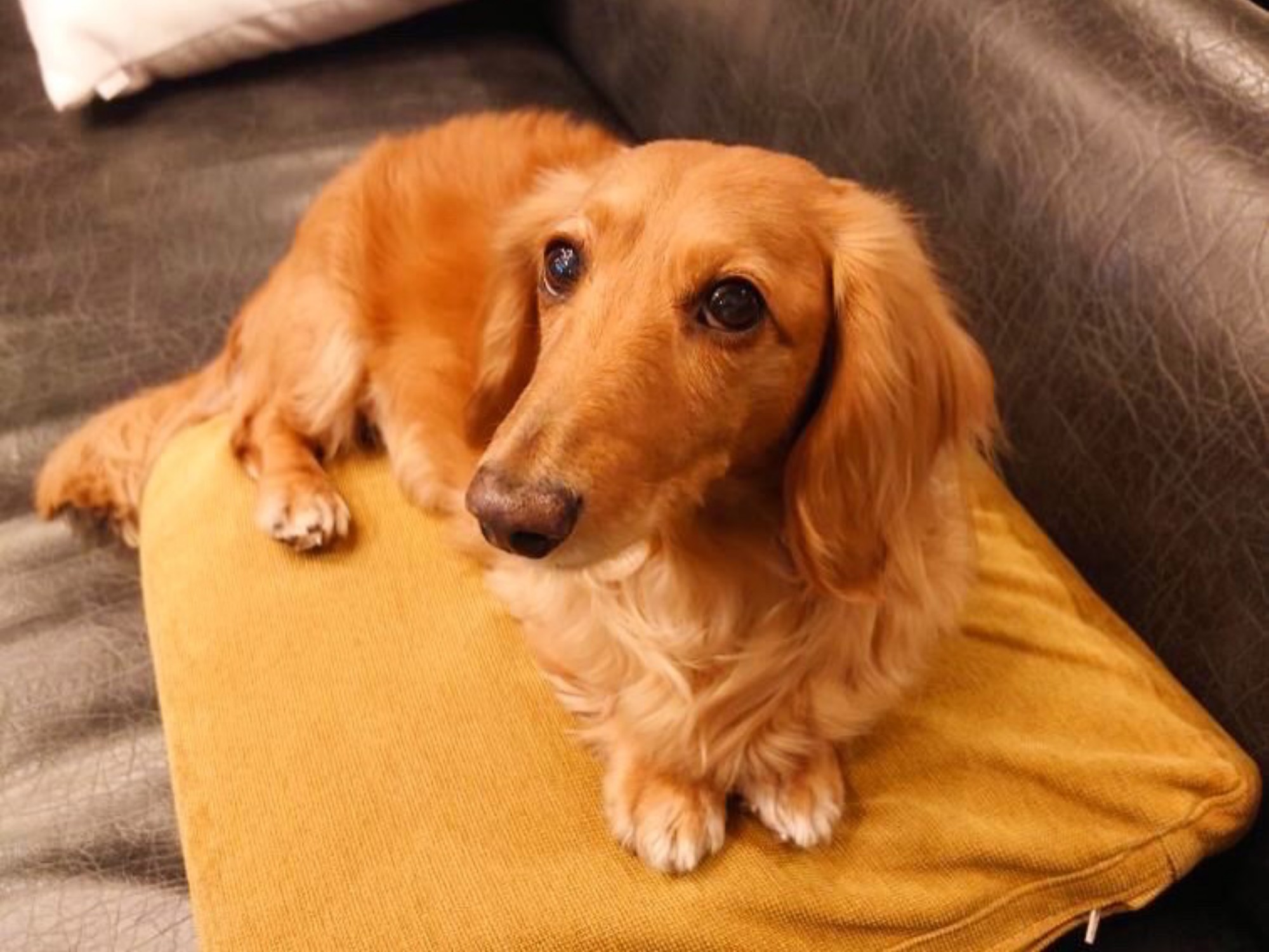 【ご宿泊のお客さま】豆治朗ちゃん。ソファにちょこんとのって上目づかいもかわいいね