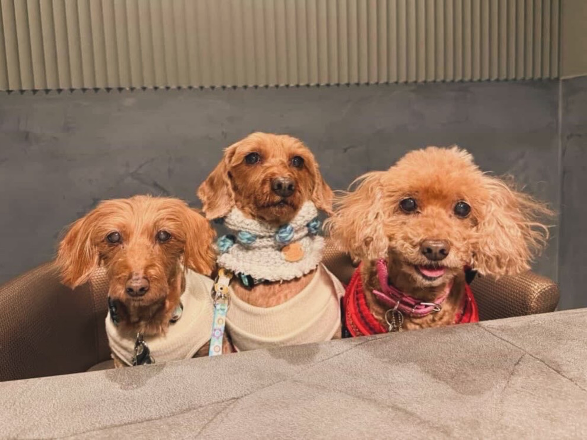 【ご宿泊のお客さま】ペロは1名様につき1わんちゃんご宿泊可能です。