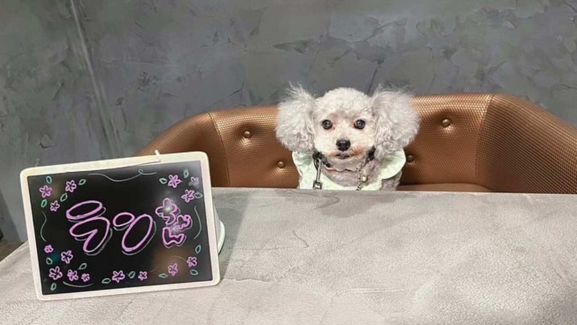 【ご宿泊のお客さま】ランちゃん。チェックイン、チェックアウトともとっても素敵なお洋服着てくれてました