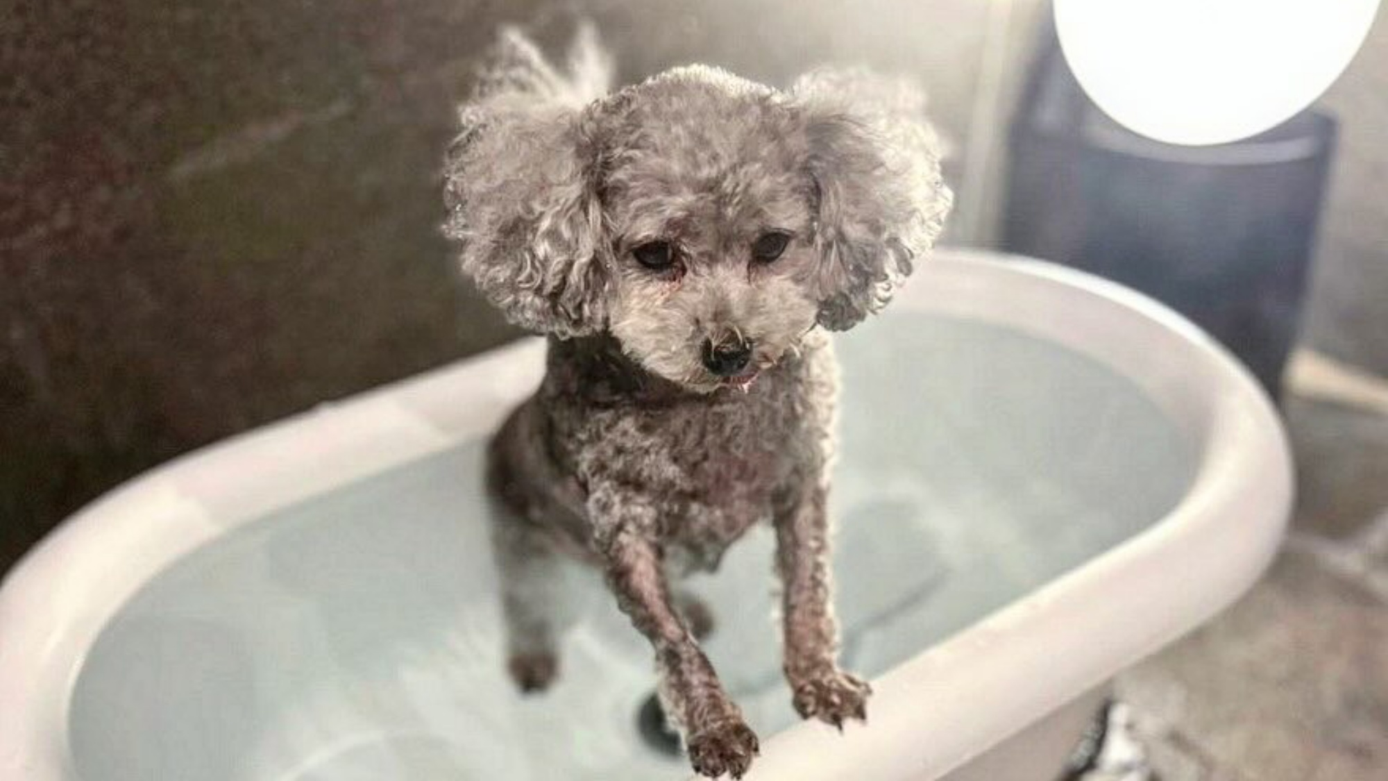 【ご宿泊のお客さま】ランちゃん。わんちゃん温泉に入るとぬれて小さくなっちゃった