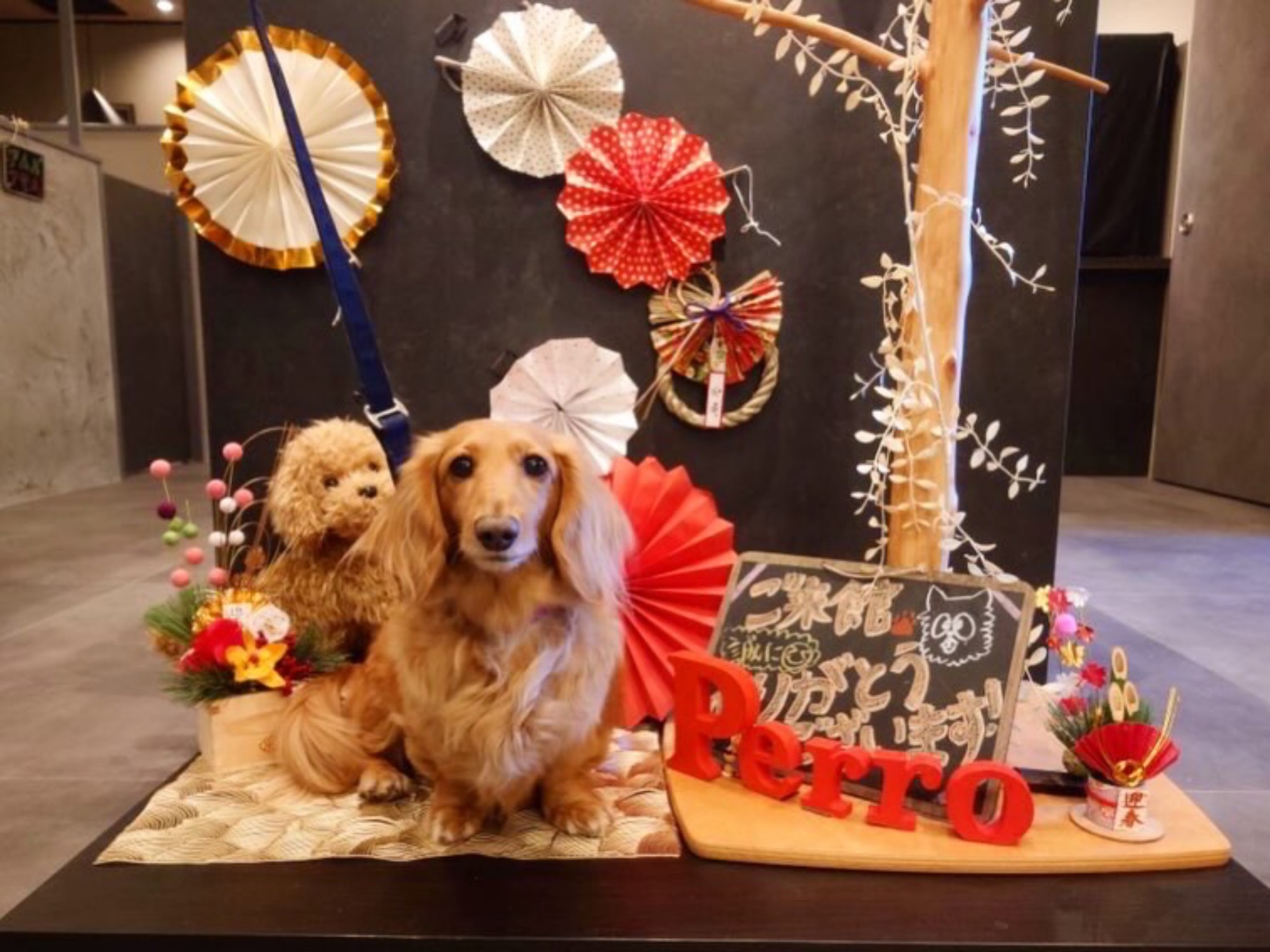 【ご宿泊のお客さま】豆治朗ちゃん。1月のフォトスポットご利用ありがとうございます。