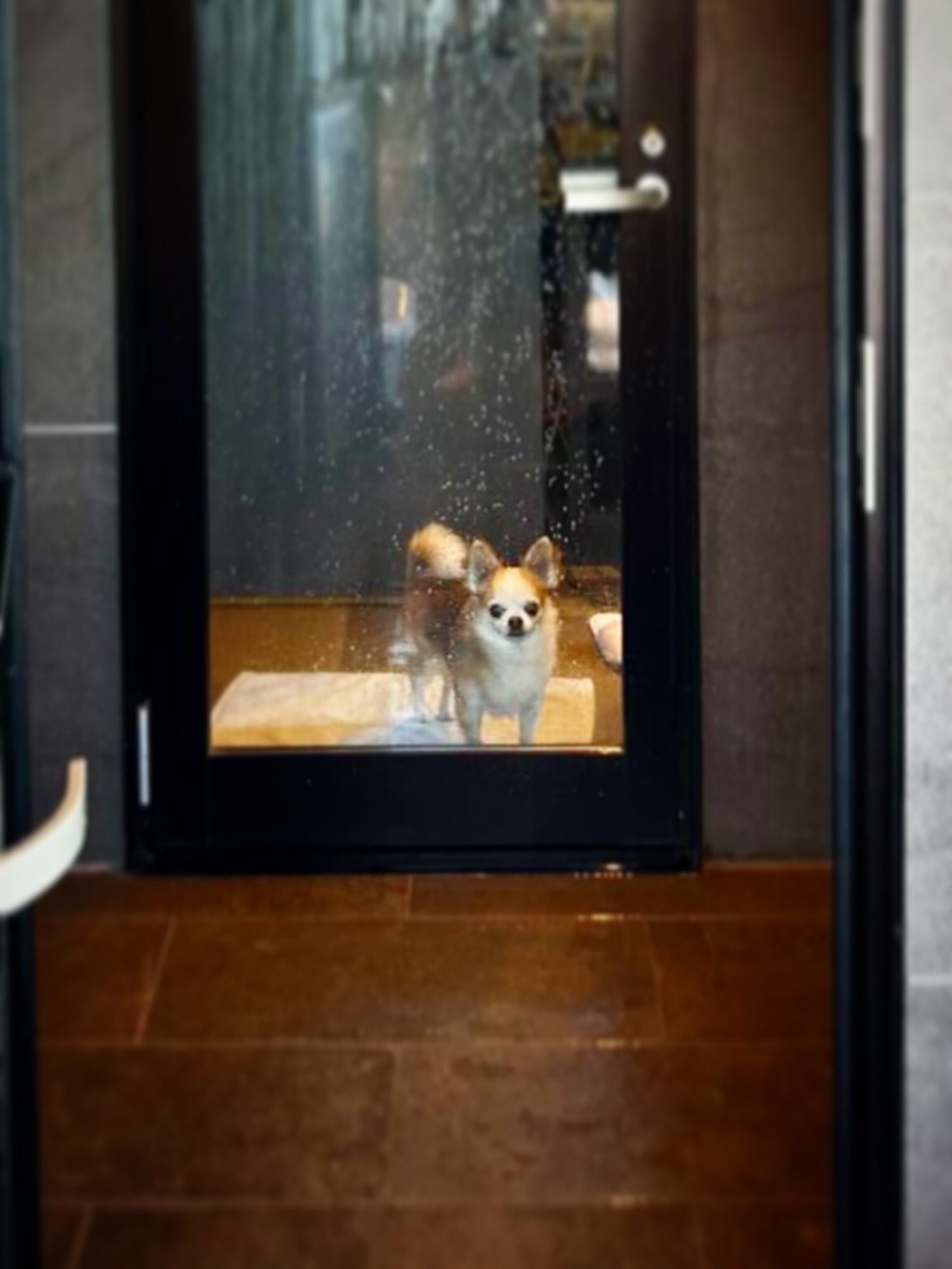 【ご宿泊のお客さま】モモちゃん