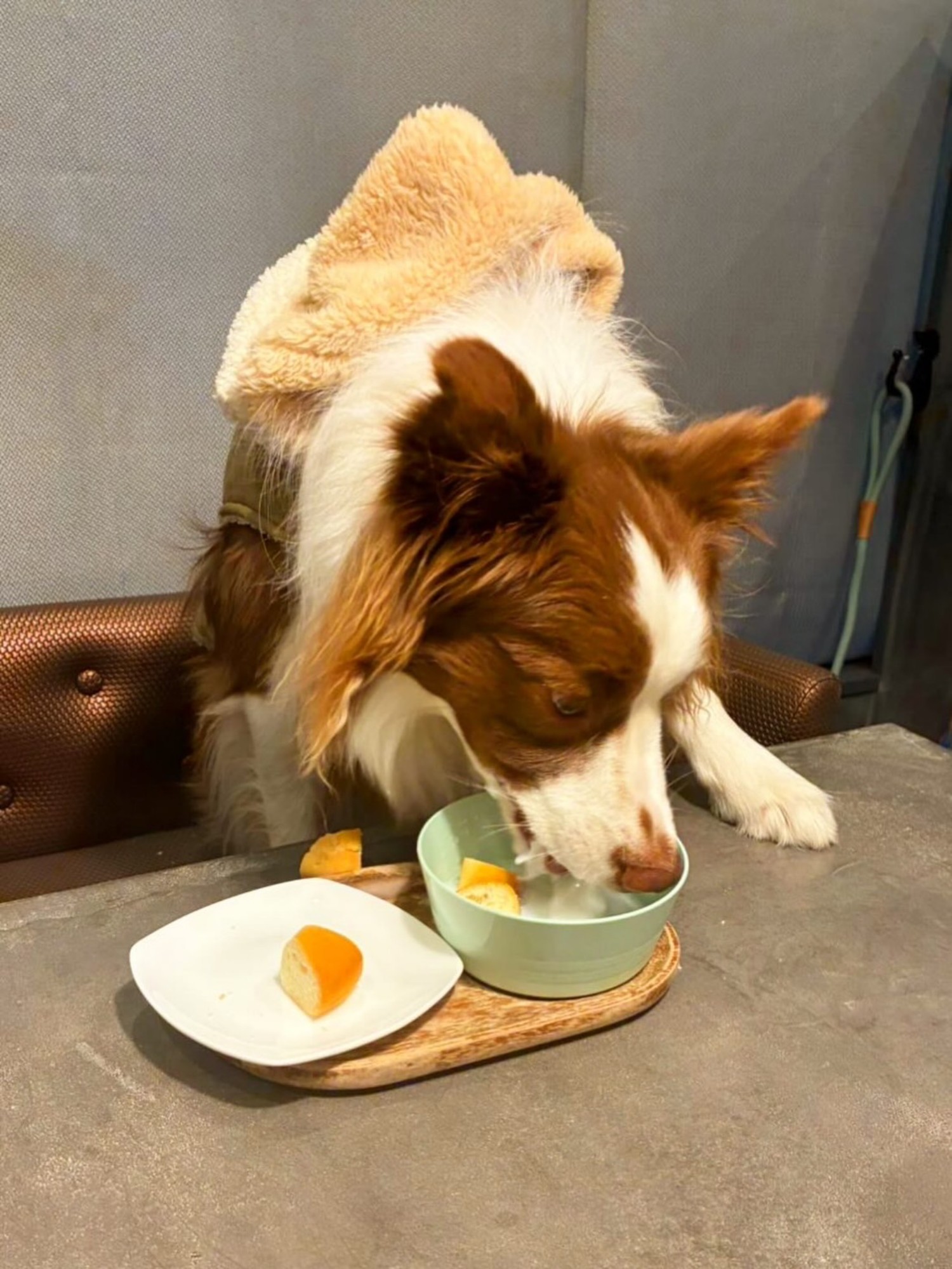 【ご宿泊のお客さま】海ちゃん。食事を美味しそうに食べてくれて嬉しい