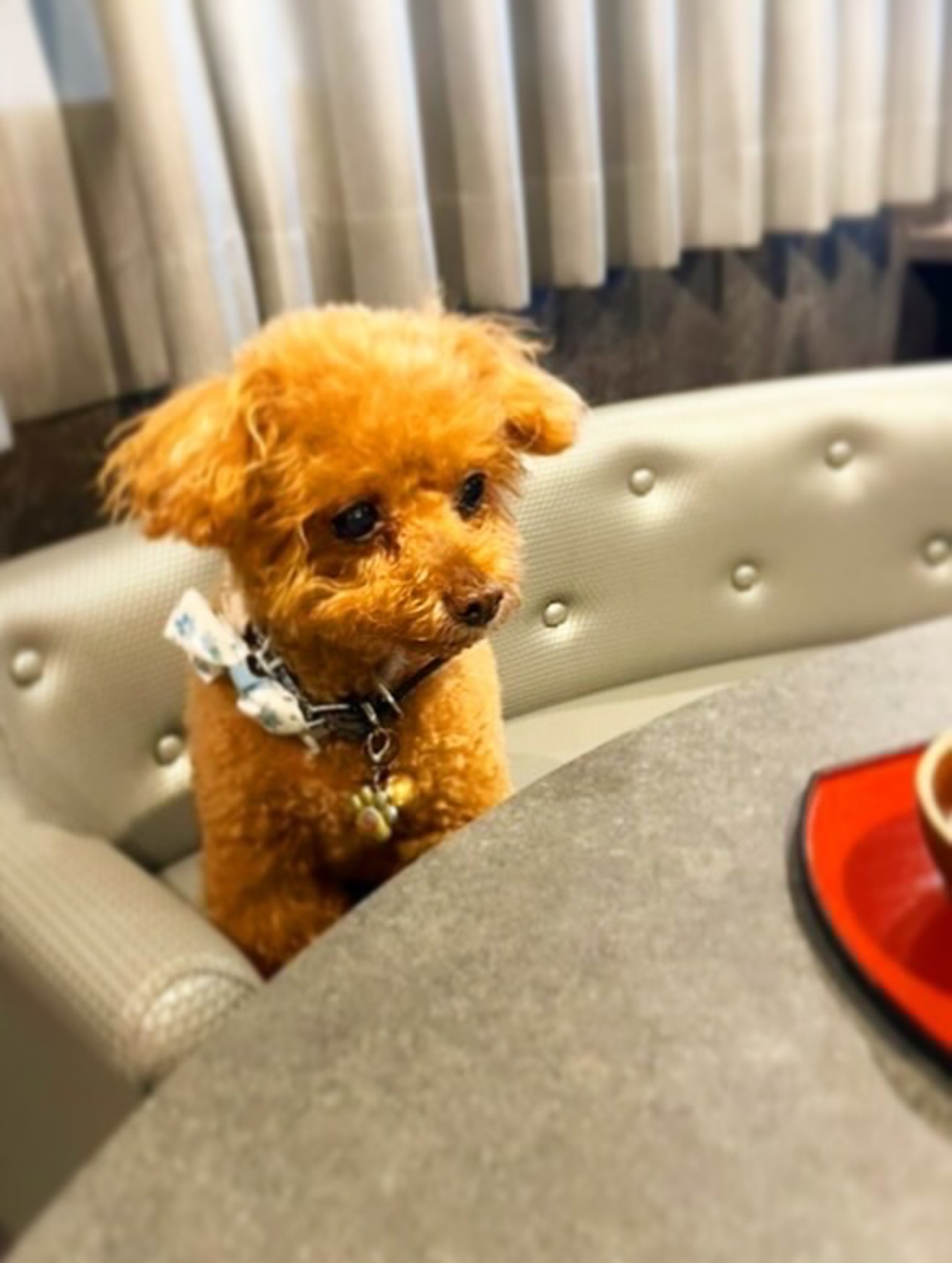 【ご宿泊のお客さま】ぺろちゃん