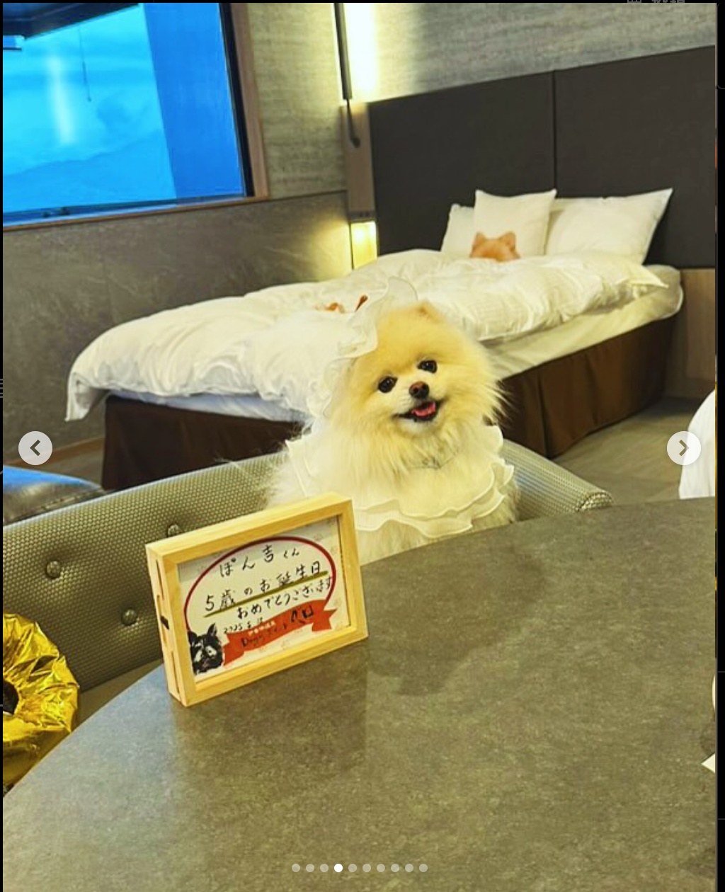 【2025年5月18日ご宿泊のお客さま】ぽん吉ちゃん