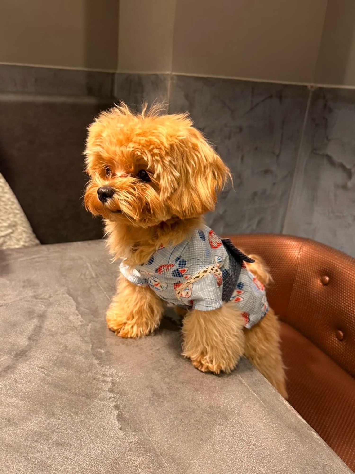 【ご宿泊のお客さま】りんちゃん