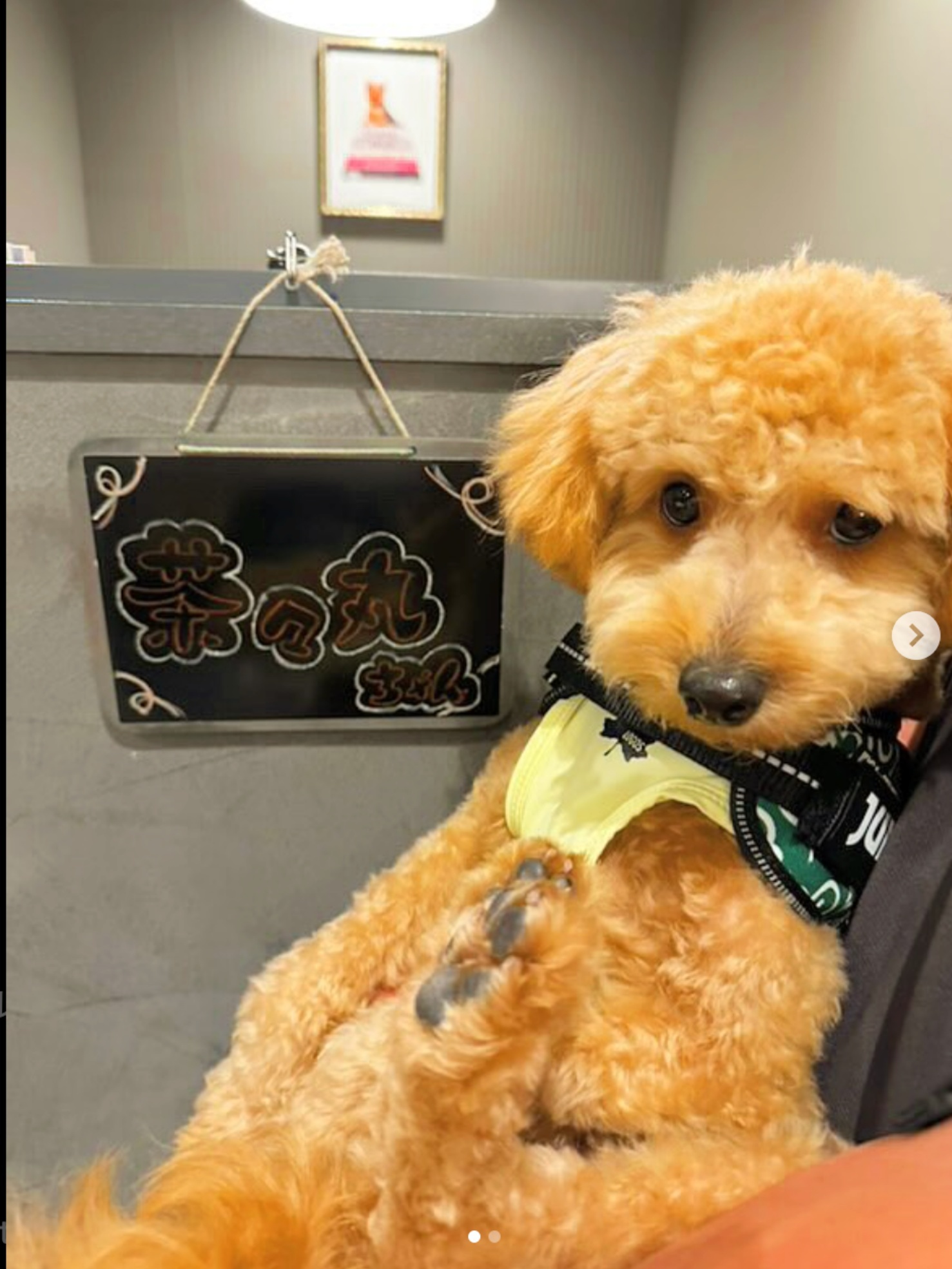 【ご宿泊のお客さま】茶々丸ちゃん