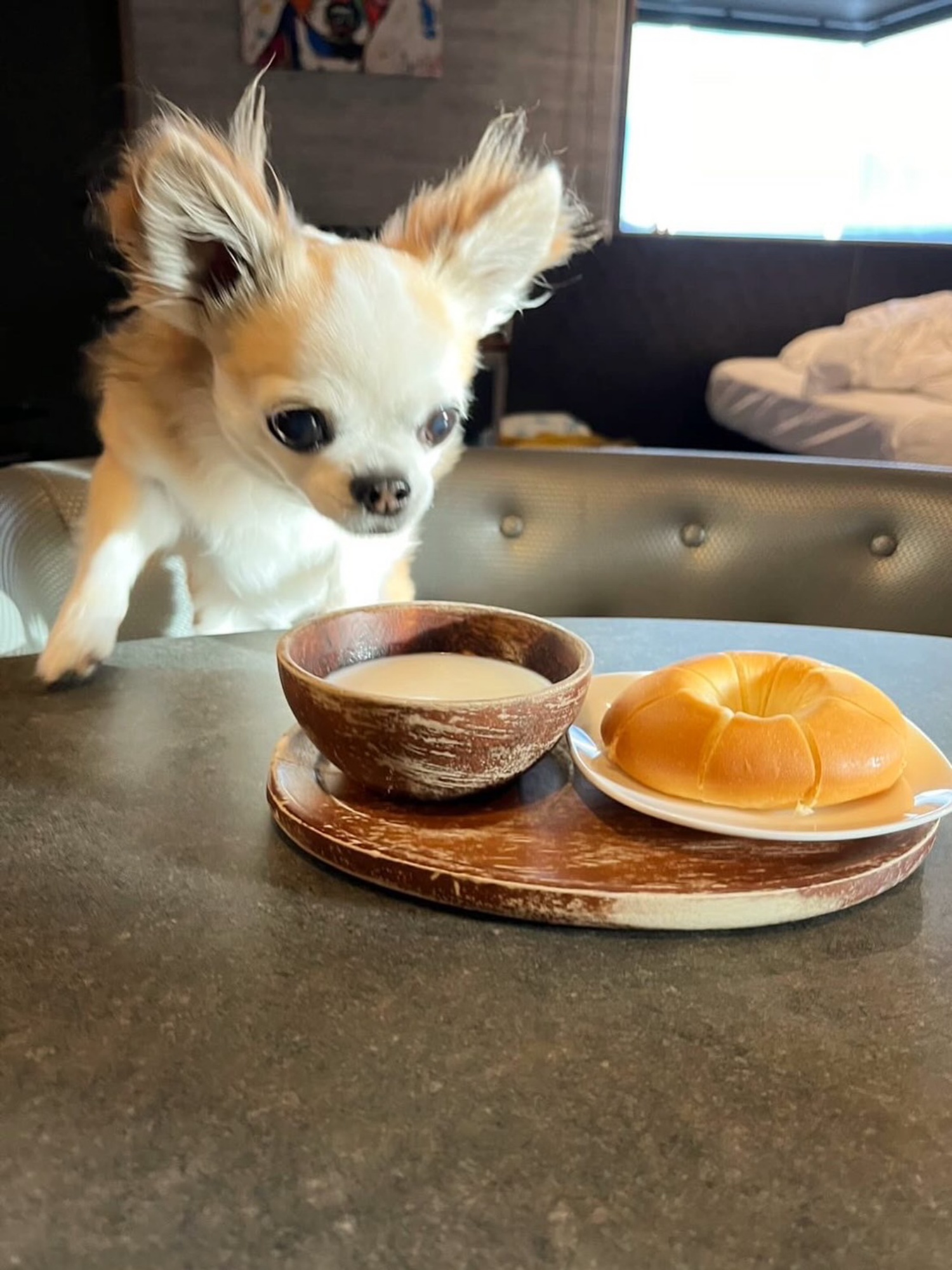 【ご宿泊のお客さま】モモちゃん