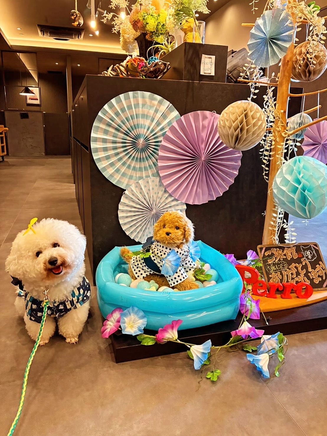 【ご宿泊のお客さま】愛らしい笑顔が真夏の太陽みたいなほたてちゃん