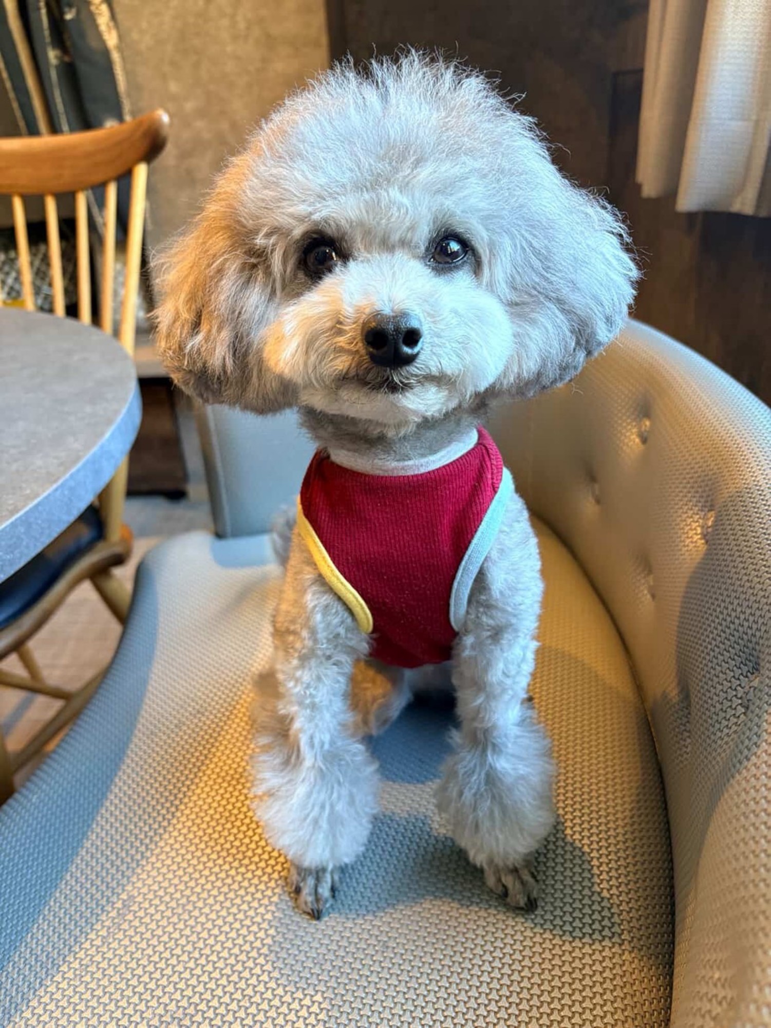 【ご宿泊のお客さま】ギンちゃん