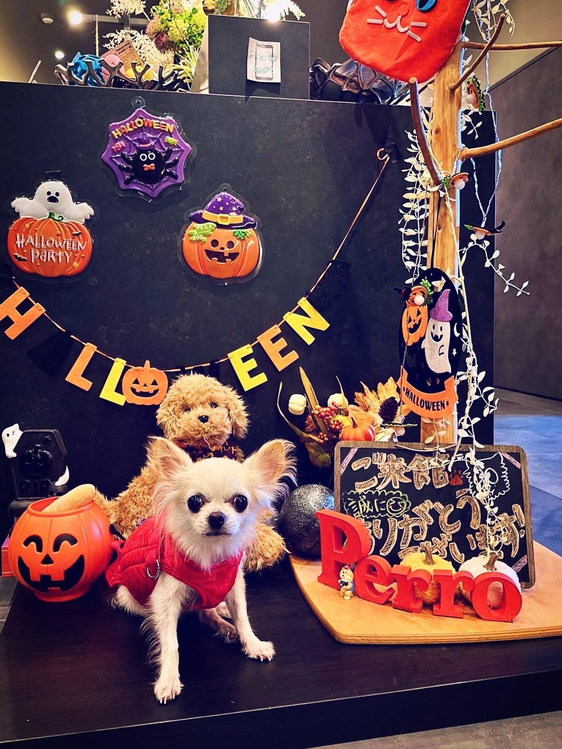 【ご宿泊のお客さま】エルメちゃん