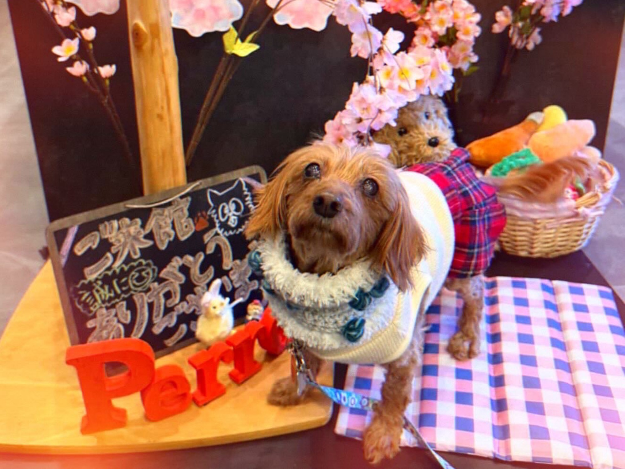 【ご宿泊のお客さま】ゴンちゃん。春のフォトスポットご利用ありがとうございます