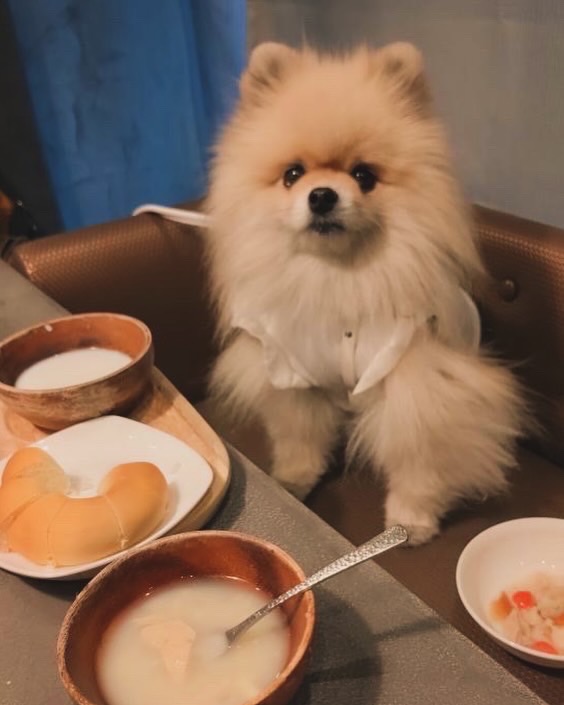 【2025年5月15日ご宿泊のお客さま】ポメラニアンのさちこちゃん