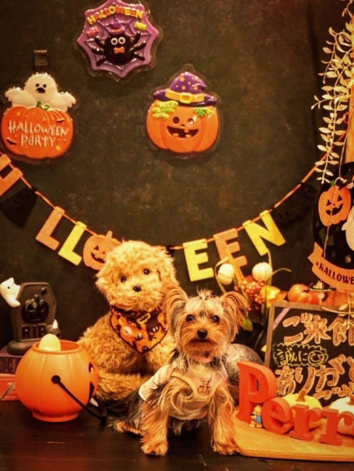 【ご宿泊のお客さま】芽衣(めい)ちゃん