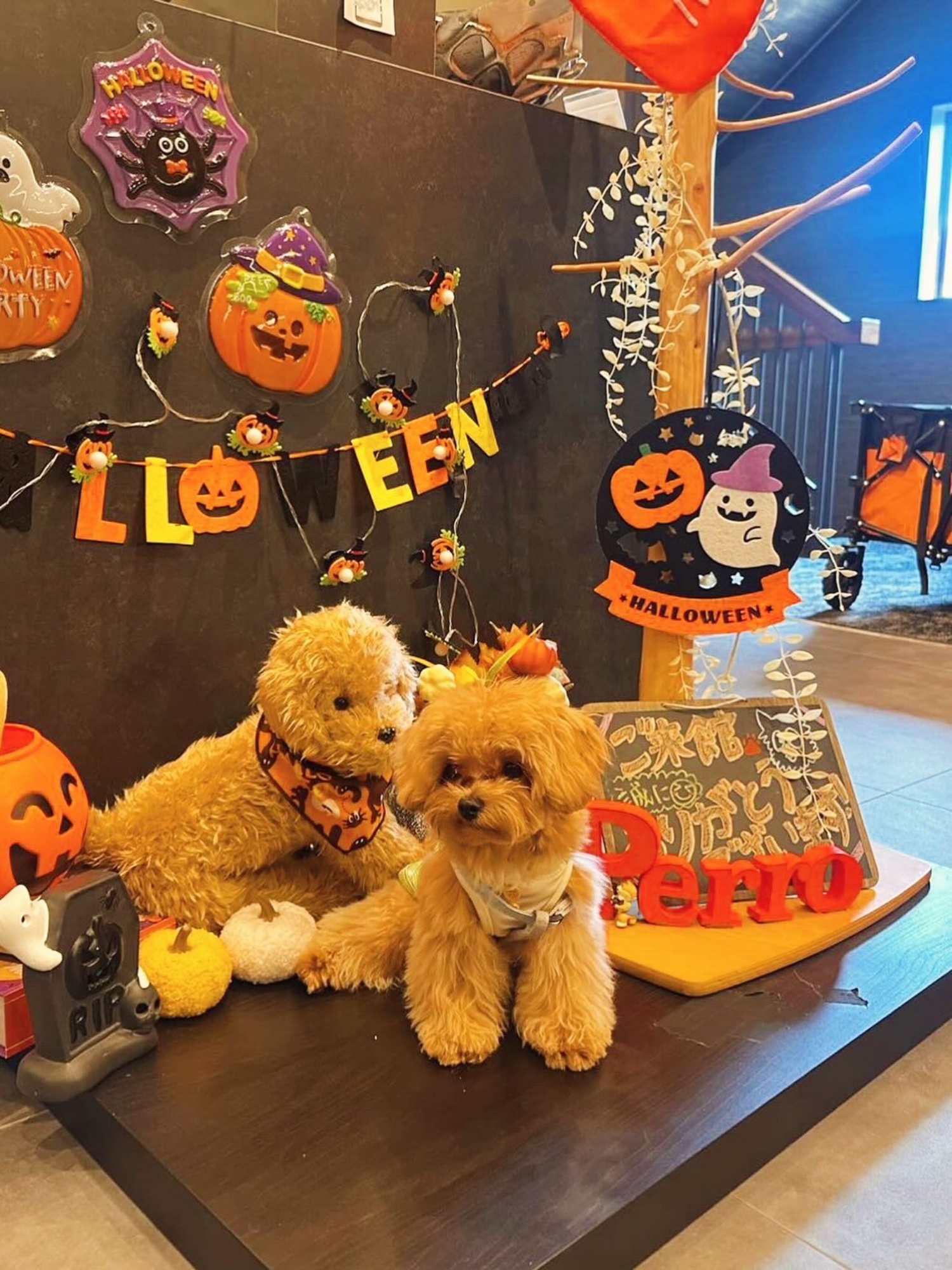 【ご宿泊のお客さま】りんちゃん