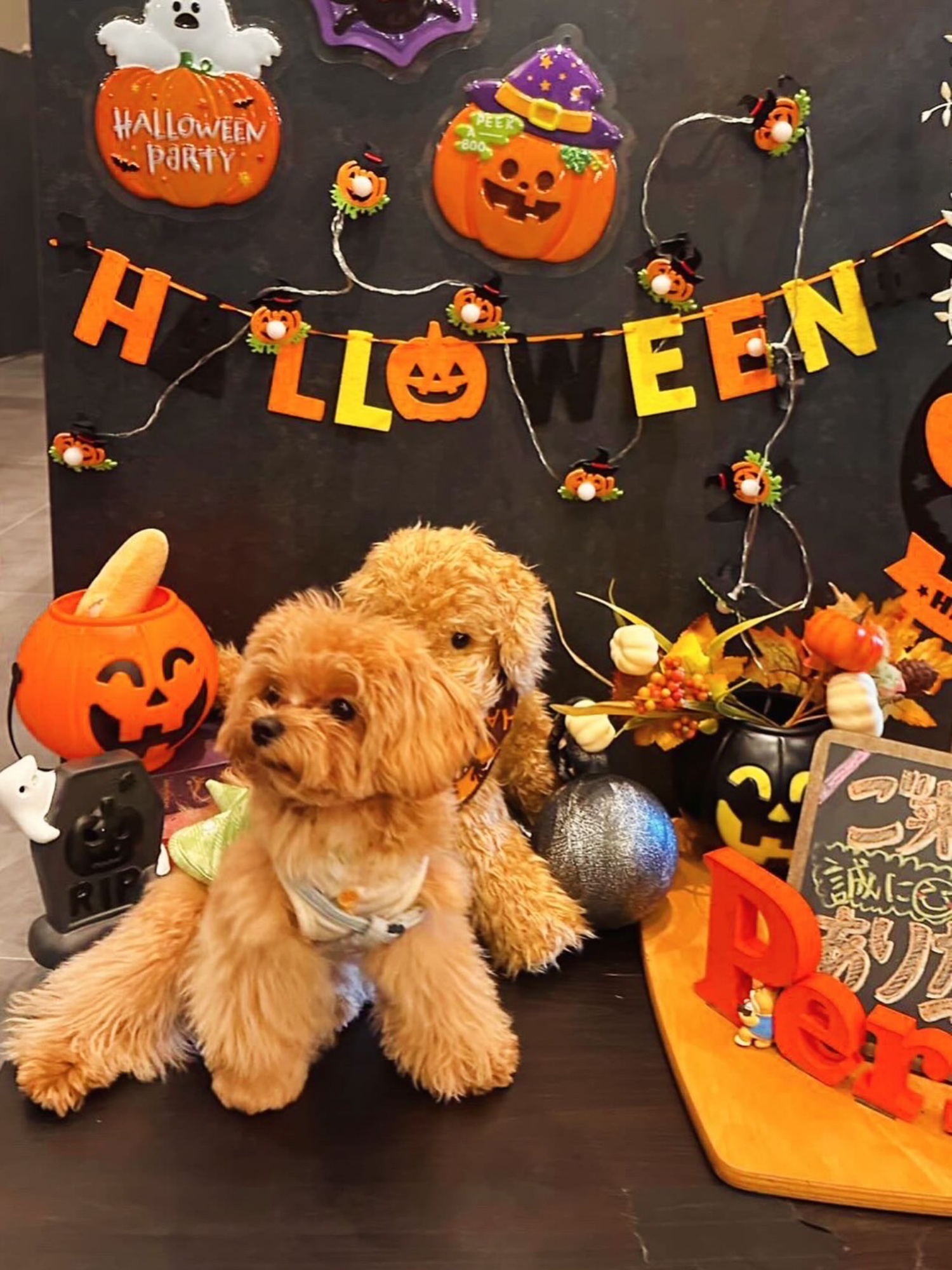 【ご宿泊のお客さま】りんちゃん