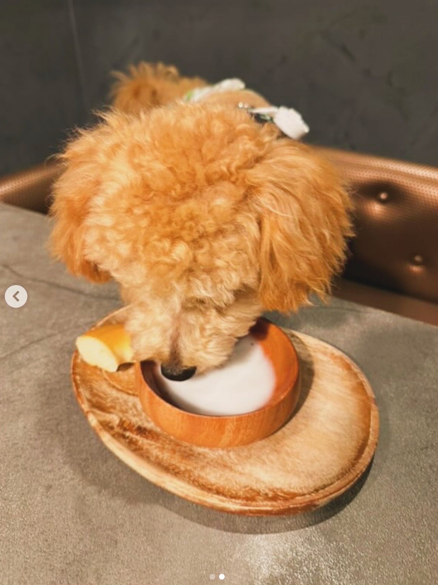 【ご宿泊のお客さま】茶々丸ちゃん