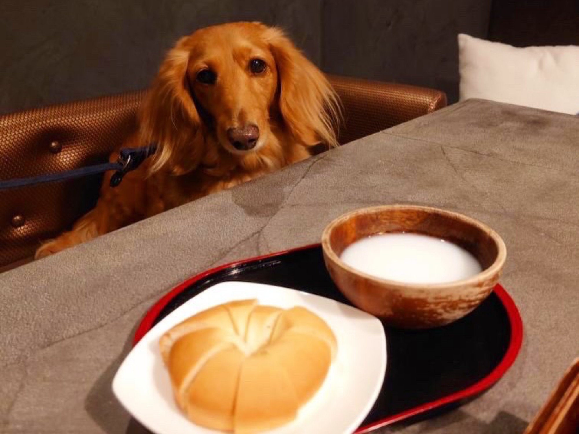 【ご宿泊のお客さま】豆治朗ちゃん。朝食のヤギミルクパン。愛犬とご飯も一緒に頂けます。
