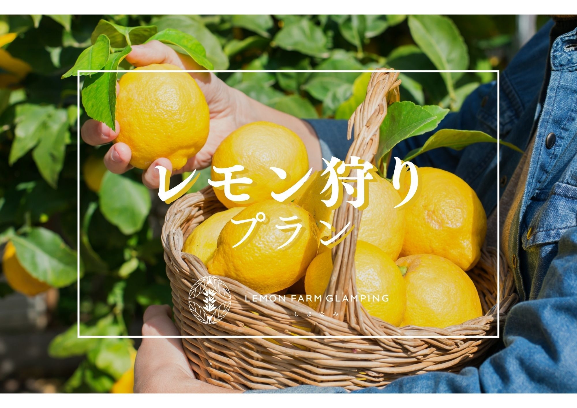 期間限定【有機レモン狩り＋朝夕2食付き】プラン〜有機レモンとBBQを愉しむ贅沢グランピング〜