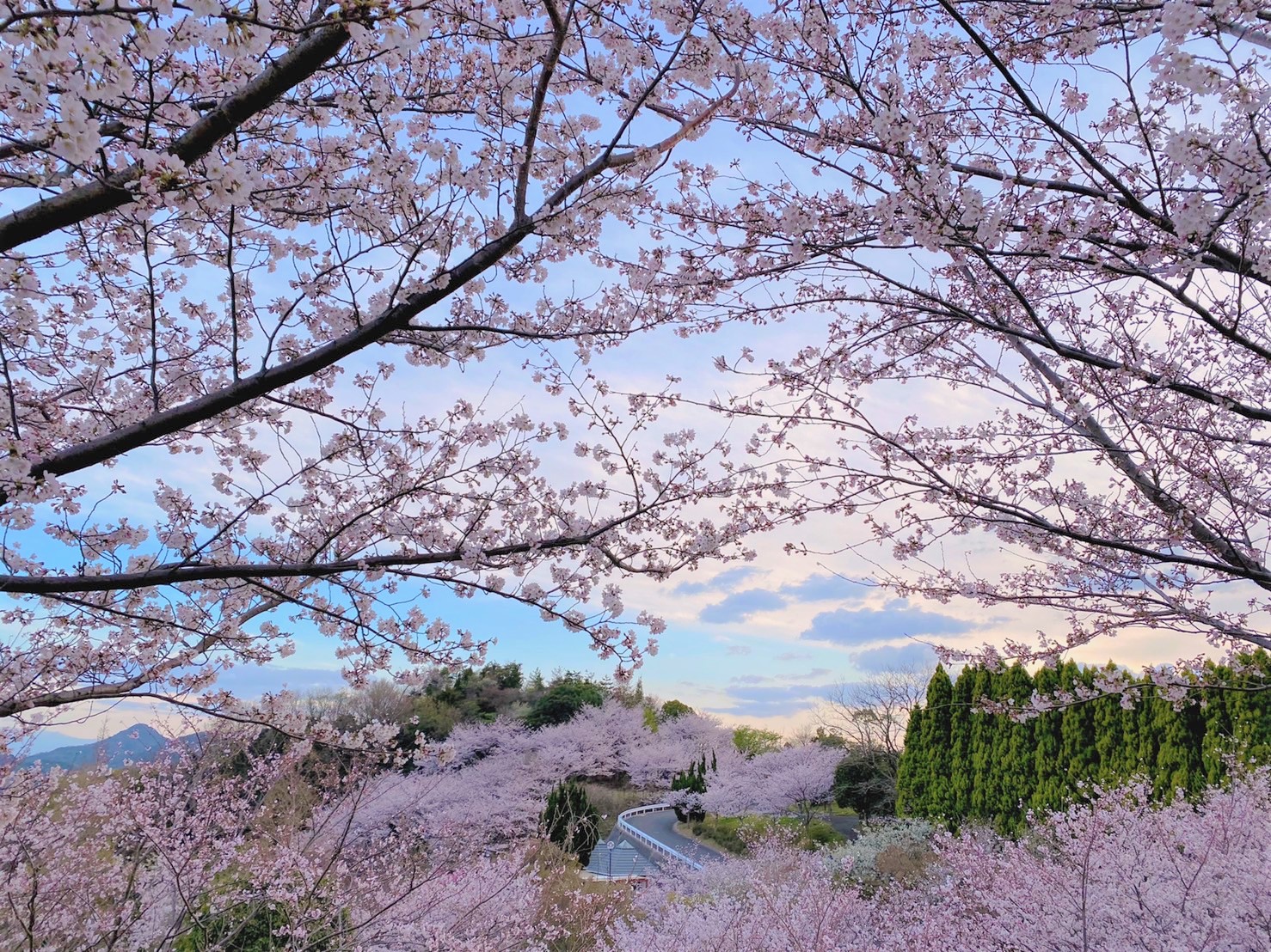 3月下旬～4月上旬にかけて敷地内には800本の桜が咲き誇ります！夜間は宿泊者限定ライトアップも！