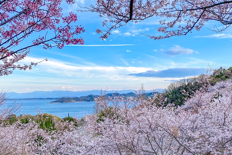 敷地内から見渡す、桜と瀬戸内海のコントラスト。まさに瀬戸内の春を代表する絶景です。