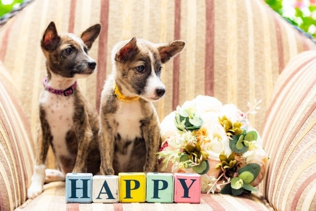【ワンちゃん記念日】ぽかぽか春旅♪ 愛犬同伴OK！嬉しいプレゼント特典付き＜2食付＞