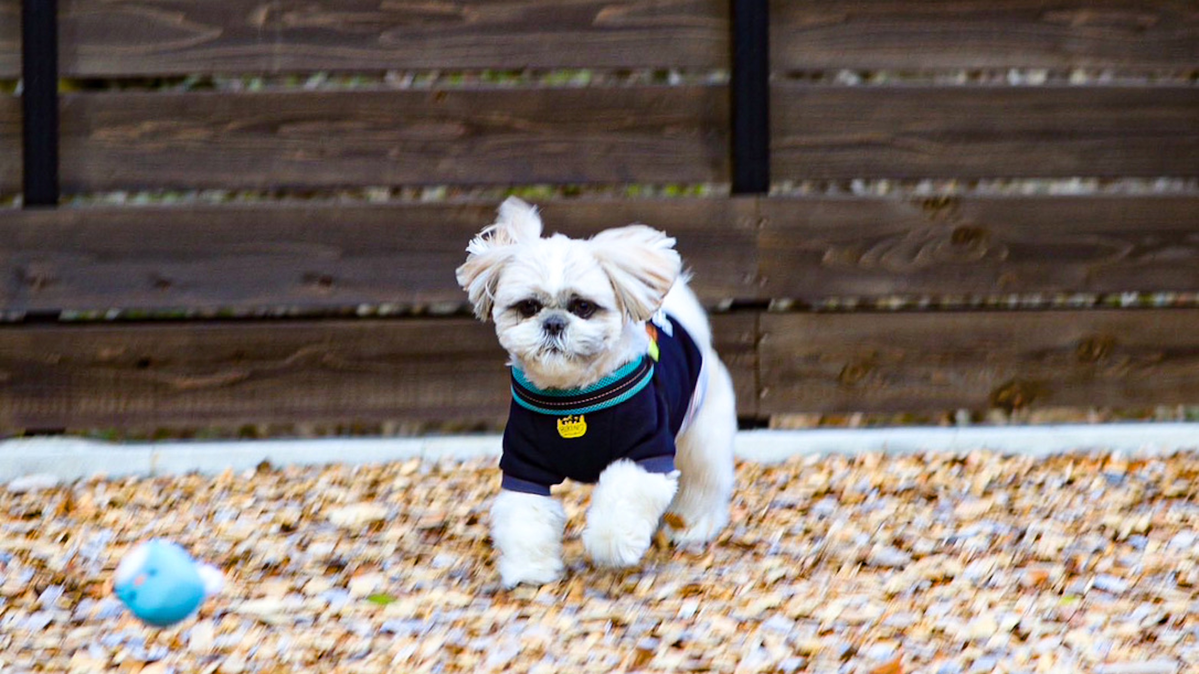 専用ドッグランでワンちゃんも大満足！（G1・G6）