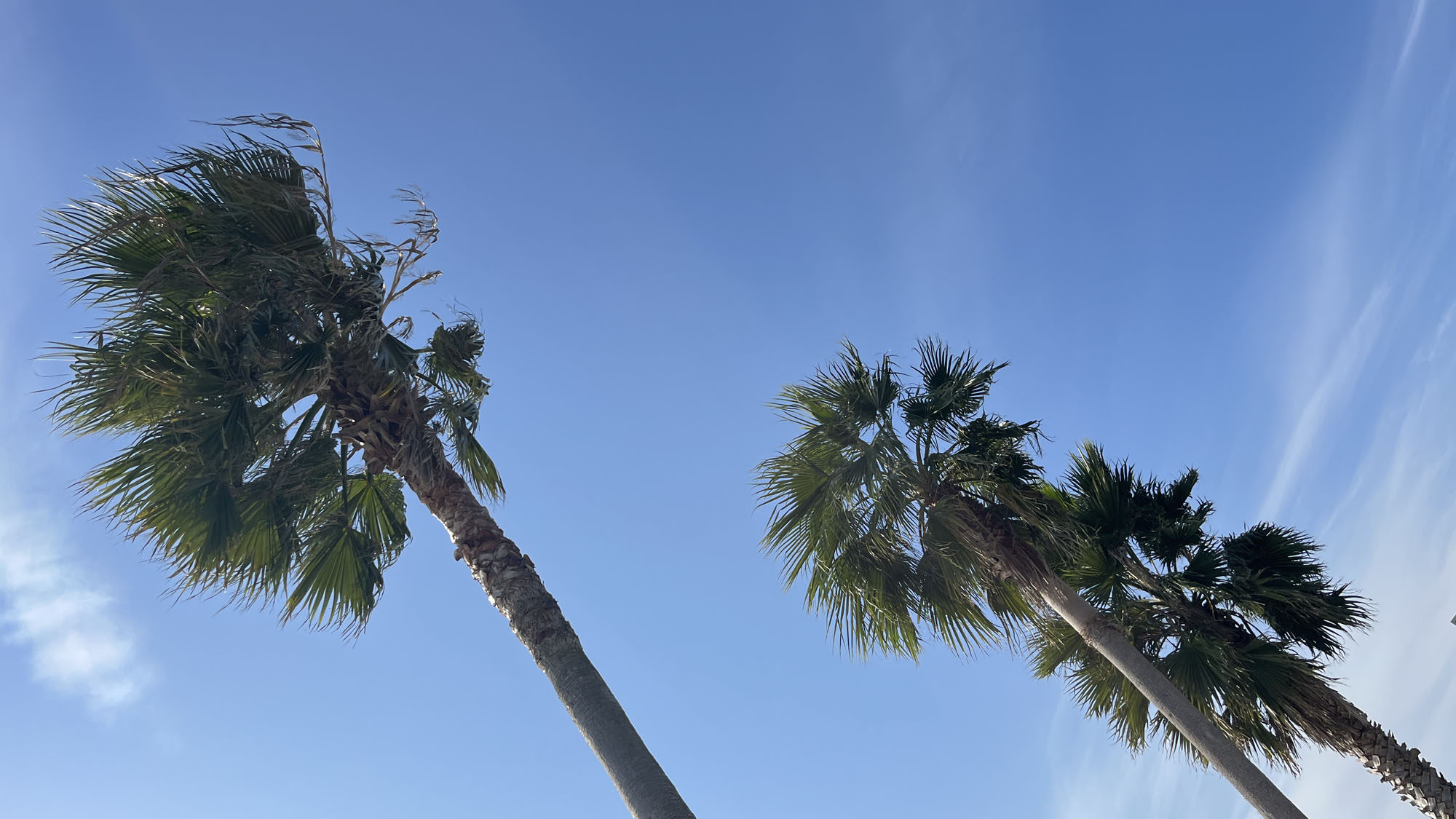 日常を忘れさせてくれる、南国ムードあふれる空とヤシの木*